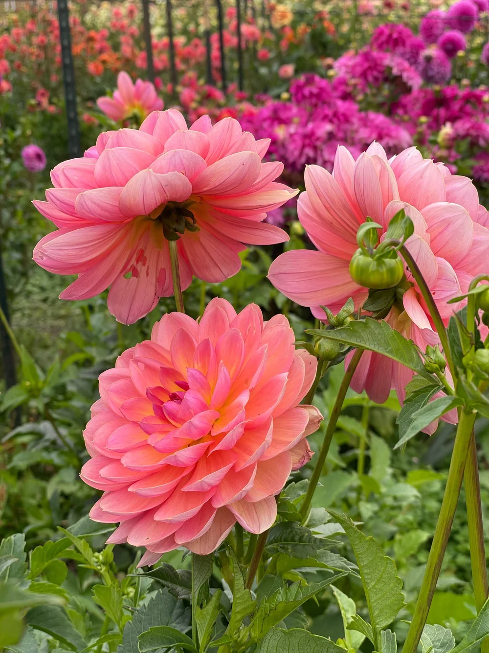 【23AW】未使用級✨Bibiy. OPHELIA COAT フレア ピンク F 23AW】未使用級✨Bibiy. OPHELIA COAT フレア ネイビー - メルカリ