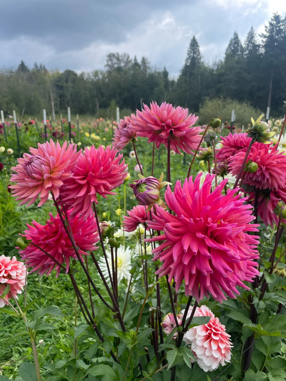 Allen's Smoky Skies — Heichel Hill Farm