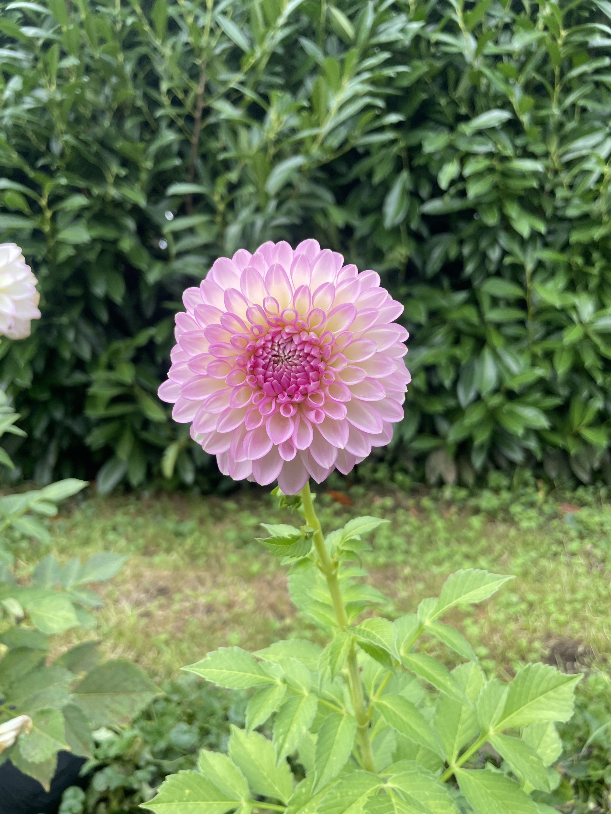 IMG_7681.jpeg