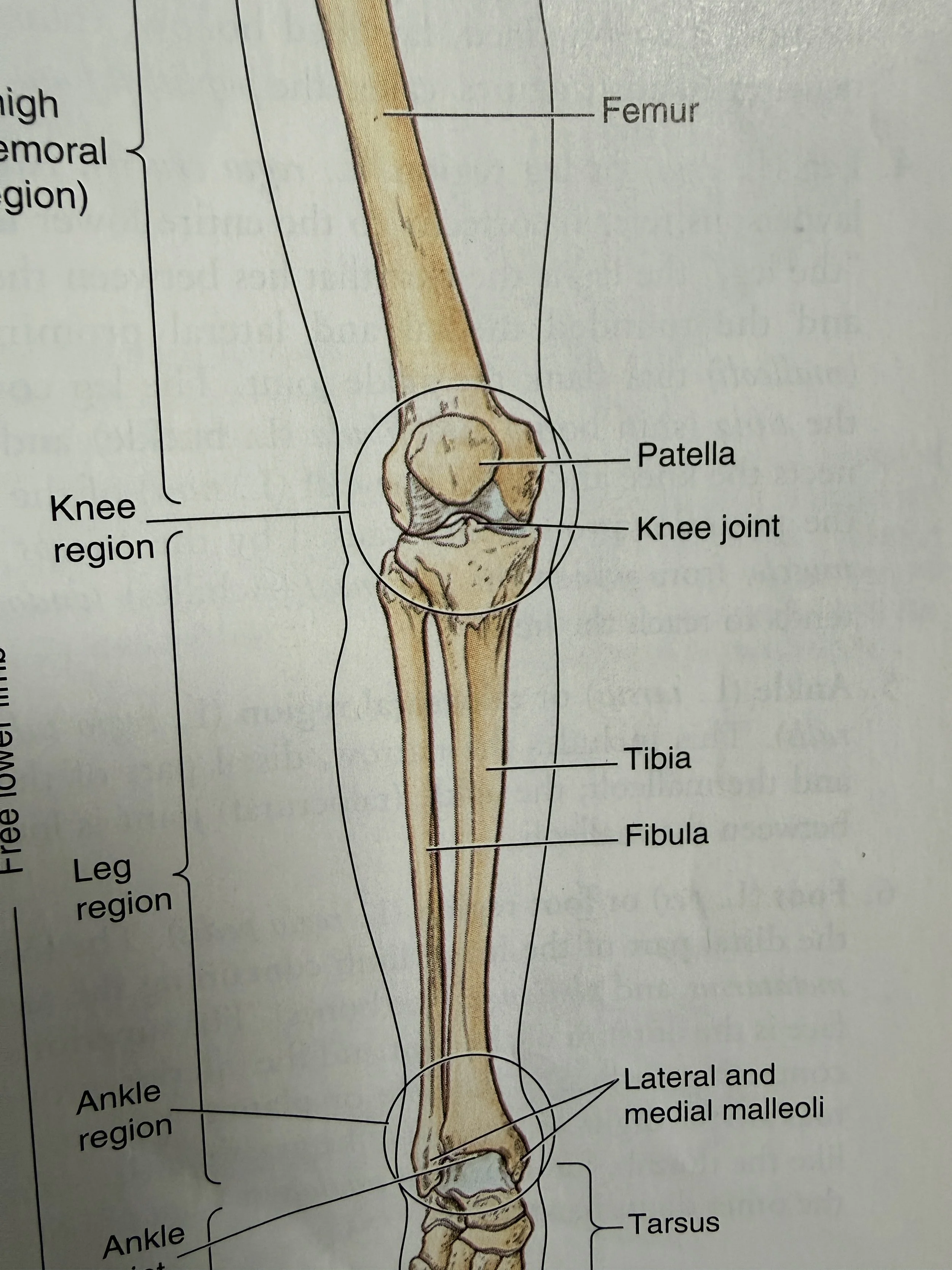 Osteoarthritis