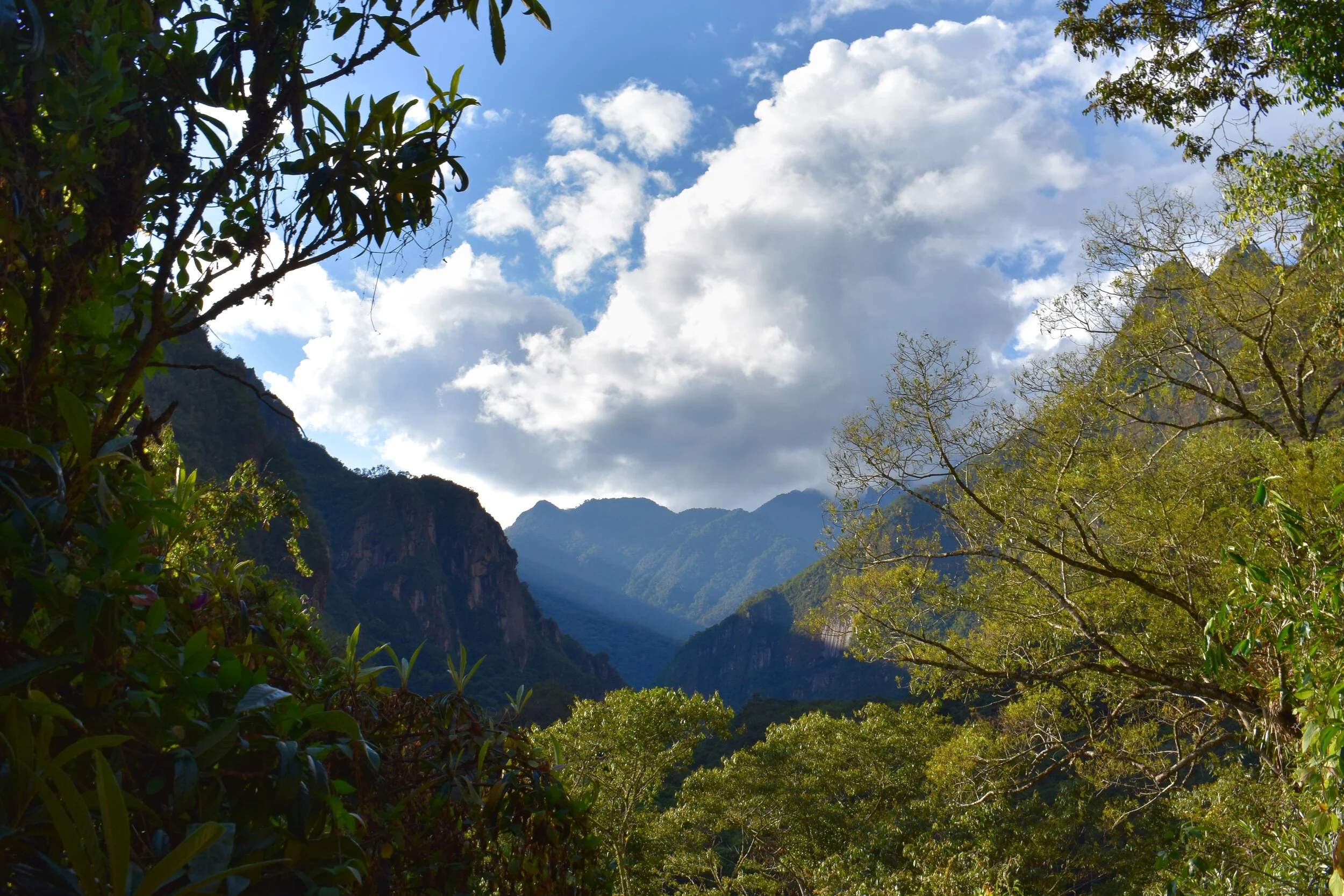 WebPhoto_Jungle-2_Watermarked.jpg