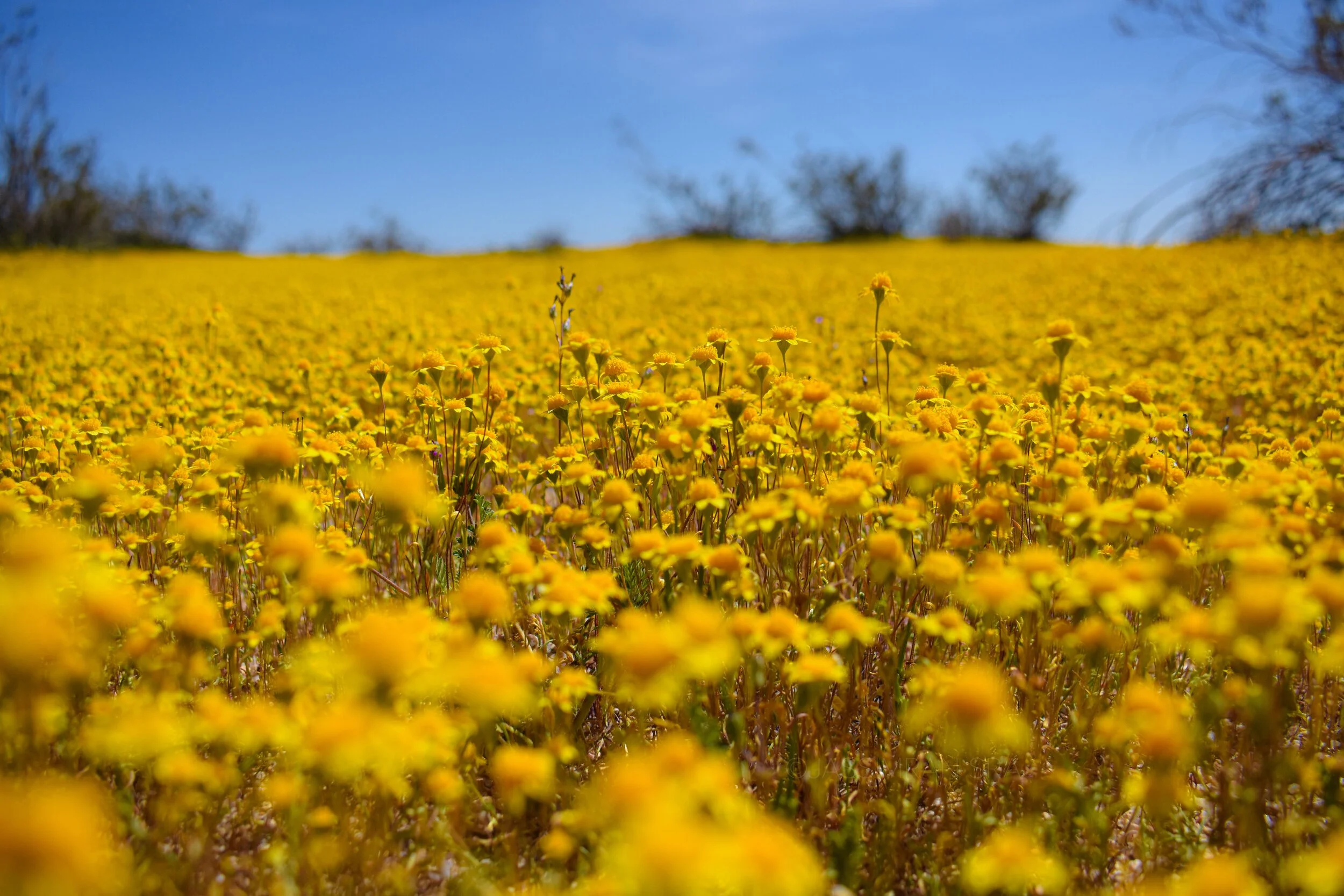 WebPhoto_Yellow_Flowers_Watermarked.jpg