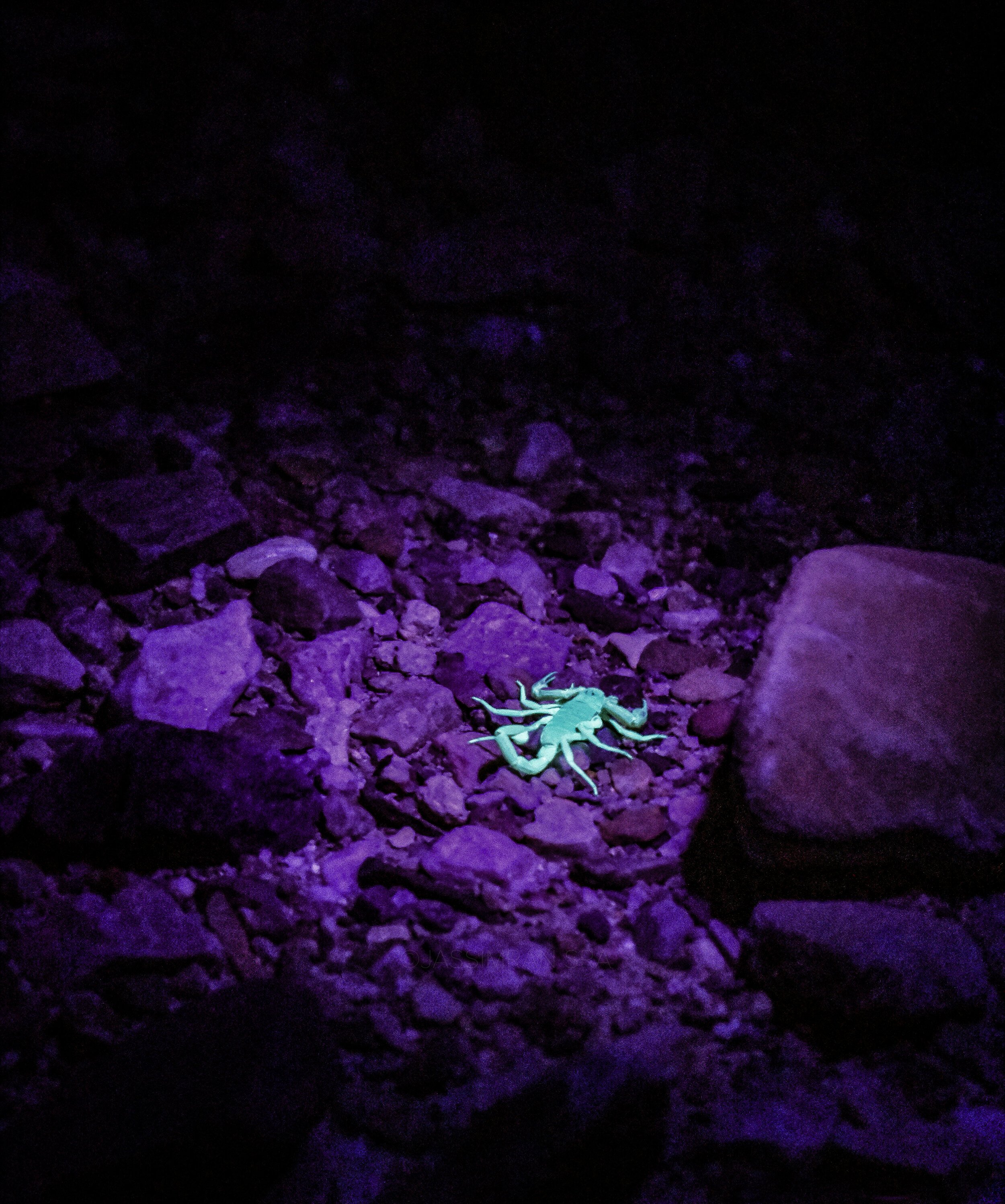 WebPhoto_Scorpion_2_Watermarked.jpg