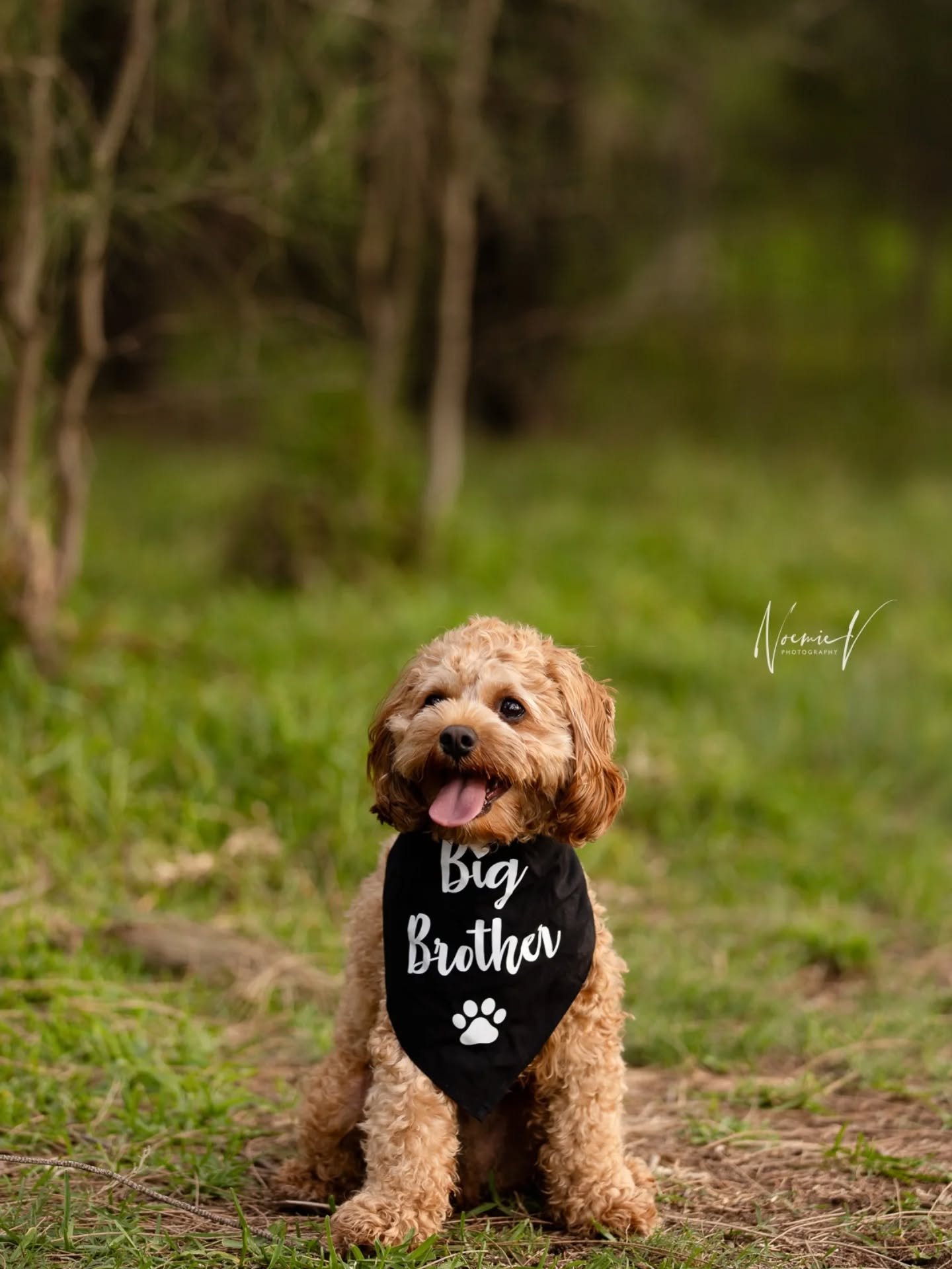Now I want to incorporate fur babies in every shoot 🥹🥹🐶 what a good boy!!! 
What a beautiful couple, can't get enough of these 💕
.
#maternityphotography #sydneymaternityphotography #sydneyphotographer #bumptobabyphotography #northshorephotographe
