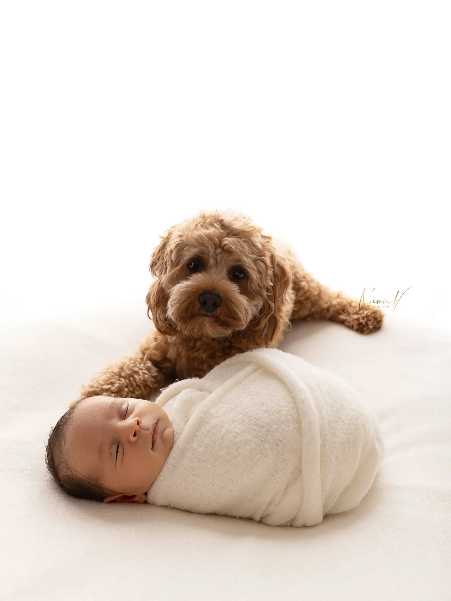 I haven't posted much lately although I have so many absolutely beautiful galleries that went home 🐕
.
#newbornphotographysydney #bestnewbornphotographersydney #sydneybabyphotographer #noemievonthronphotography