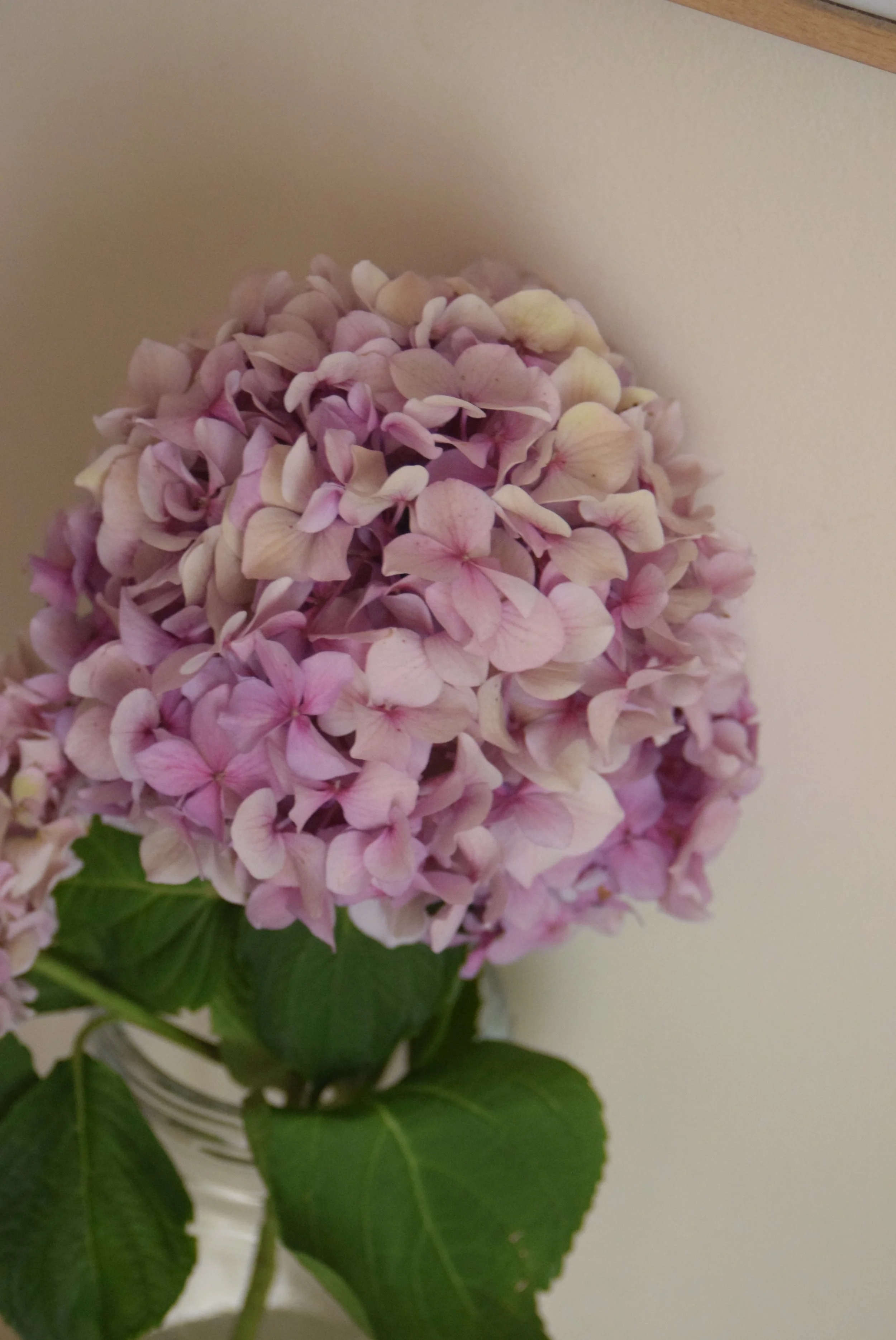 Hortensias ramenées du jardin de mes cousines.
