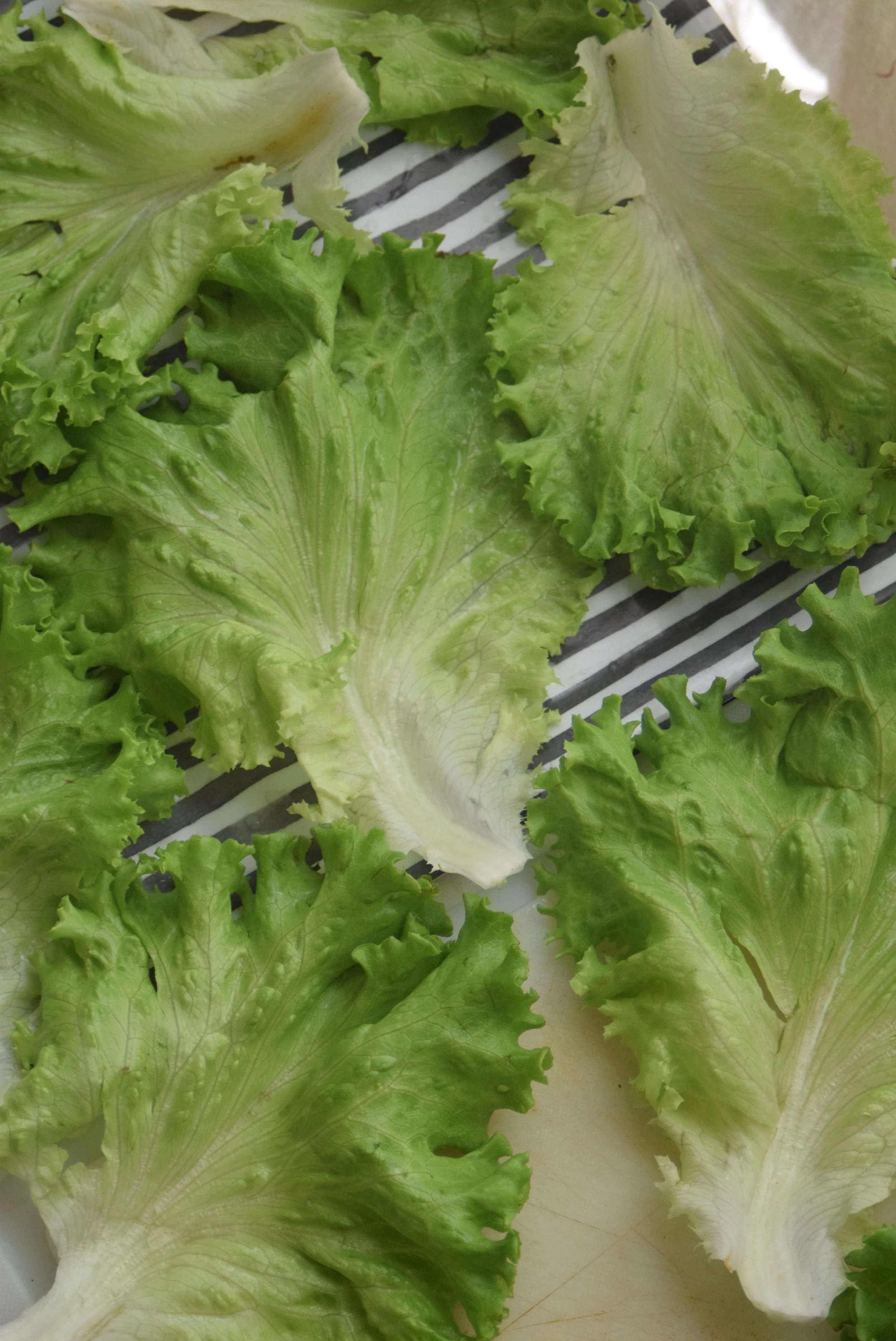 Salade verte en séance détente...