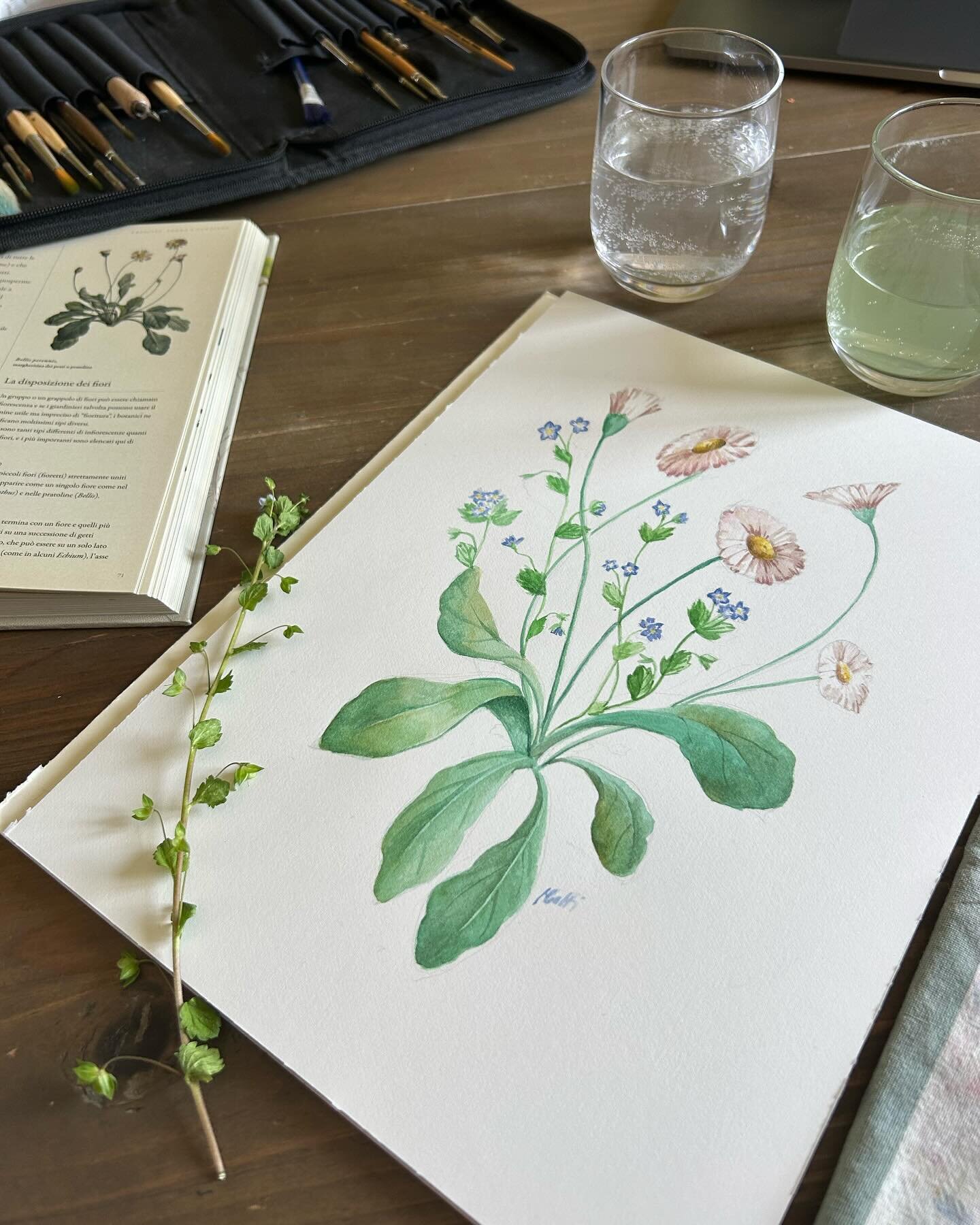 Presto disponibile insieme ad altre illustrazioni sul mio sito al 15 % di sconto! #ifioridellamamma #botanica #disegnobotanico