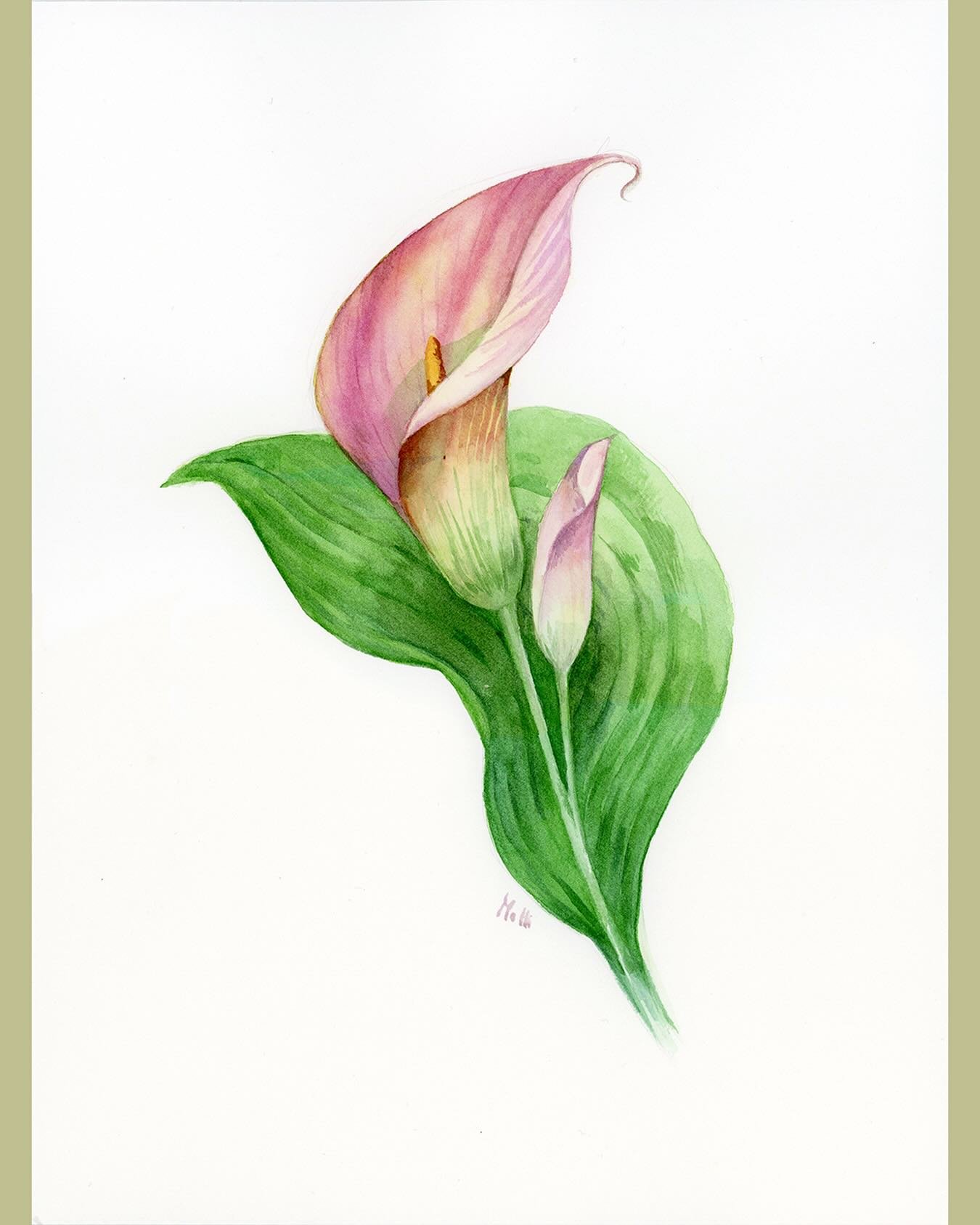 La calla &egrave; una pianta originaria dell&rsquo;Africa, amata e celebrata per la sua particolare bellezza, era simbolo di purezza e di femminilit&agrave;! Nella mitologia greca si credeva che i fiori della calla fossero nati dal latte materno dell