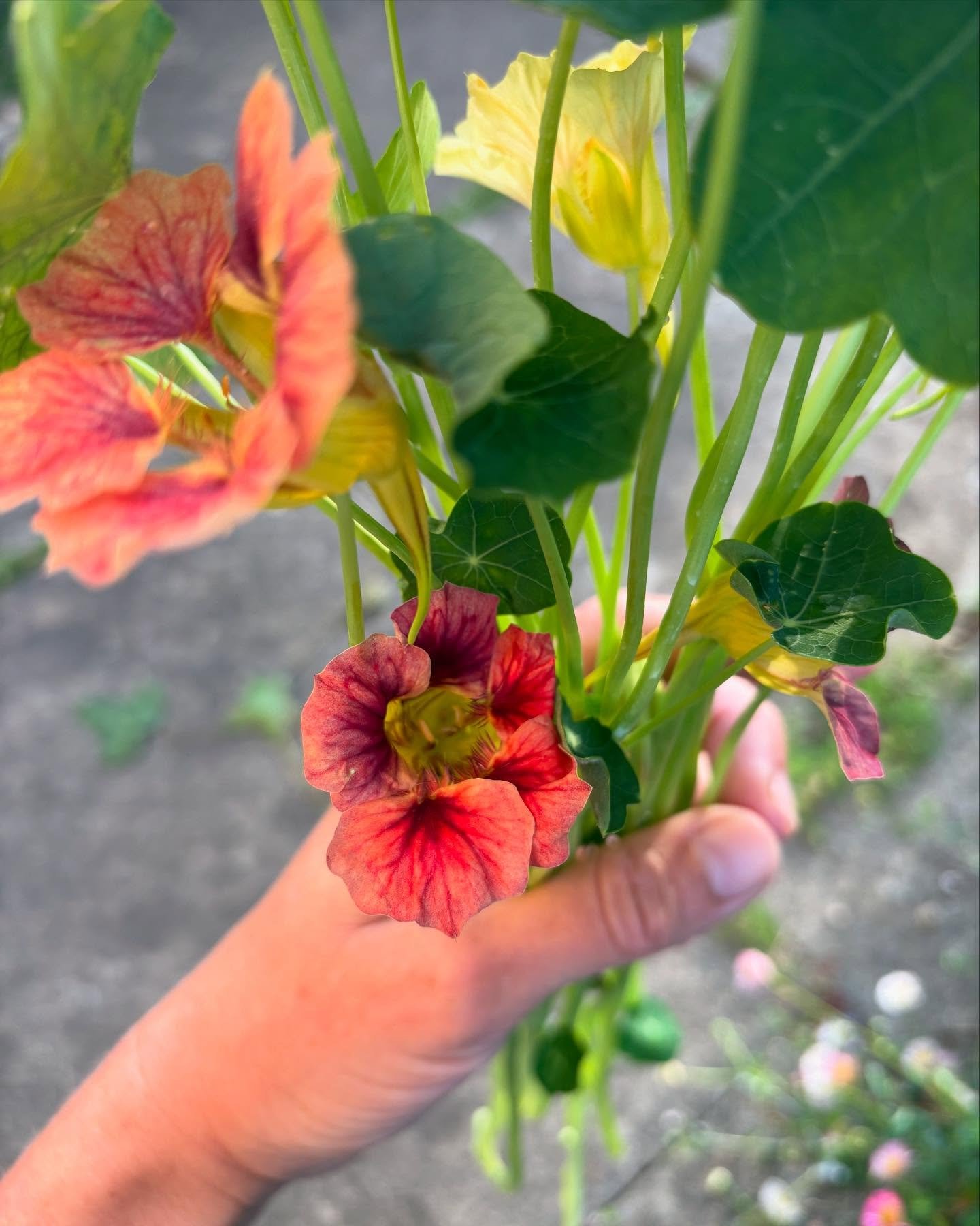 Snipping stems for a client at 6.30am 💞❤️🥰 If you just want my stems I can make you a bucket or half bucket of mixed stems and you can pick them up from my shed! In this morning&rsquo;s blend: 30cm nasturtiums ladybird rose and tip top blush. All o