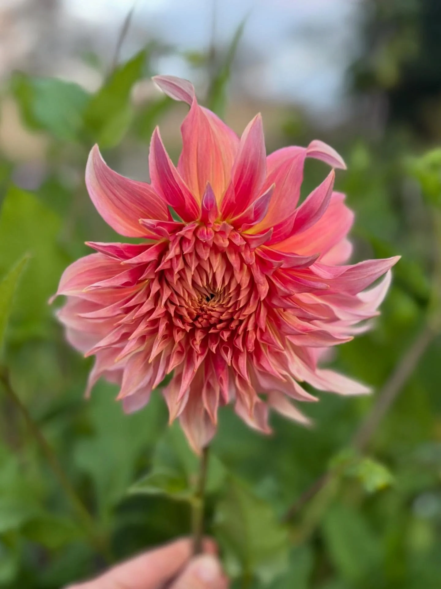 Labyrinth dahlia at twilight in my garden 🍑 but when you&rsquo;re this beautiful, what&rsquo;s in a name, such a beautiful beautiful dahlia 🧡🩷 
.
.
.
.
Colours of autumn 
Dutch Grown
My Cotswold garden
Botanical pick me up 
In my garden tonight