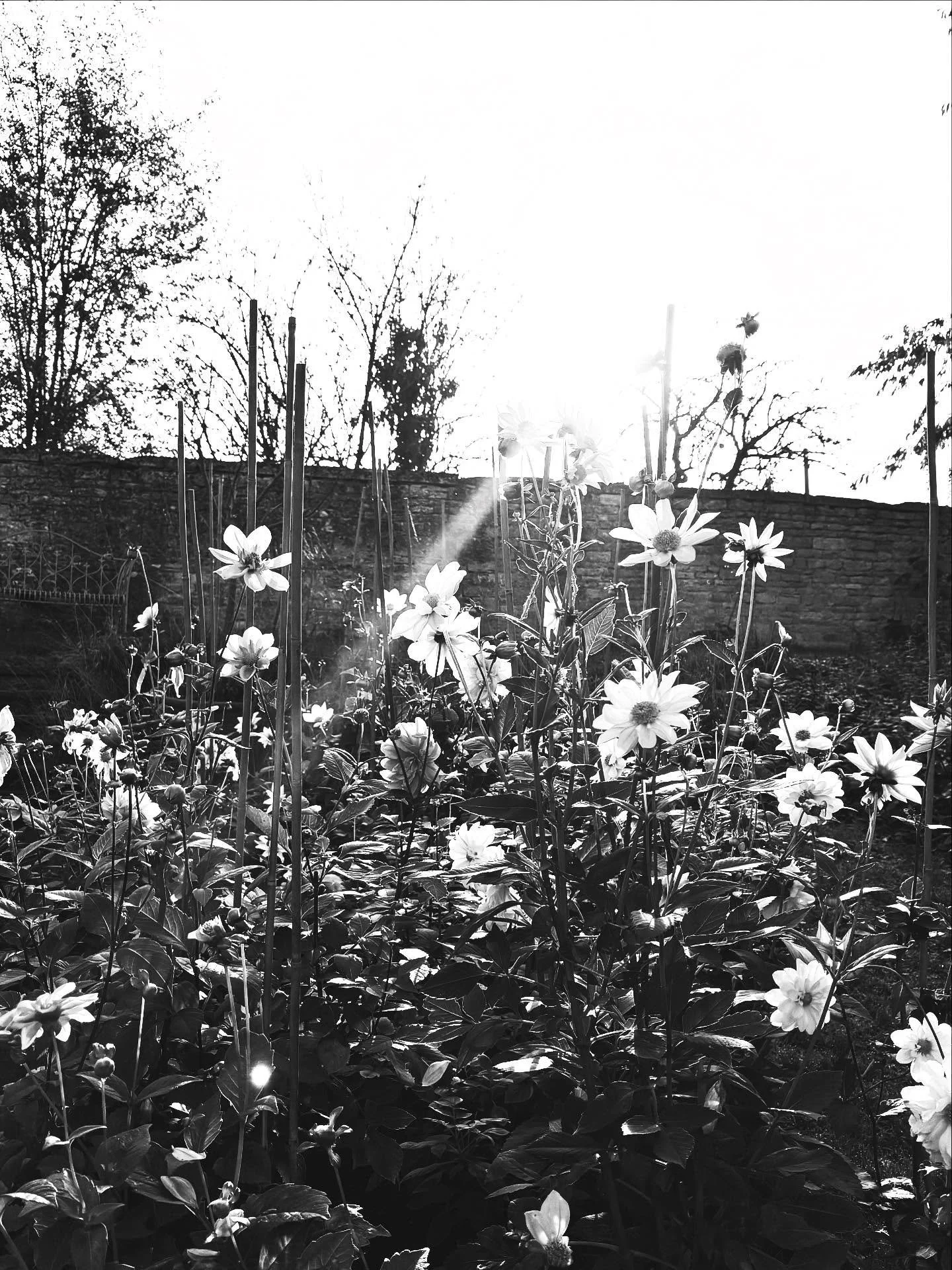 Before the frosts is that delicate moment between life and death, it&rsquo;s everywhere in the garden - you feel the suspense in the air in every dahlia, every leaf, roses crossing the line but still buds appear, none more so than in the rudbeckia, a