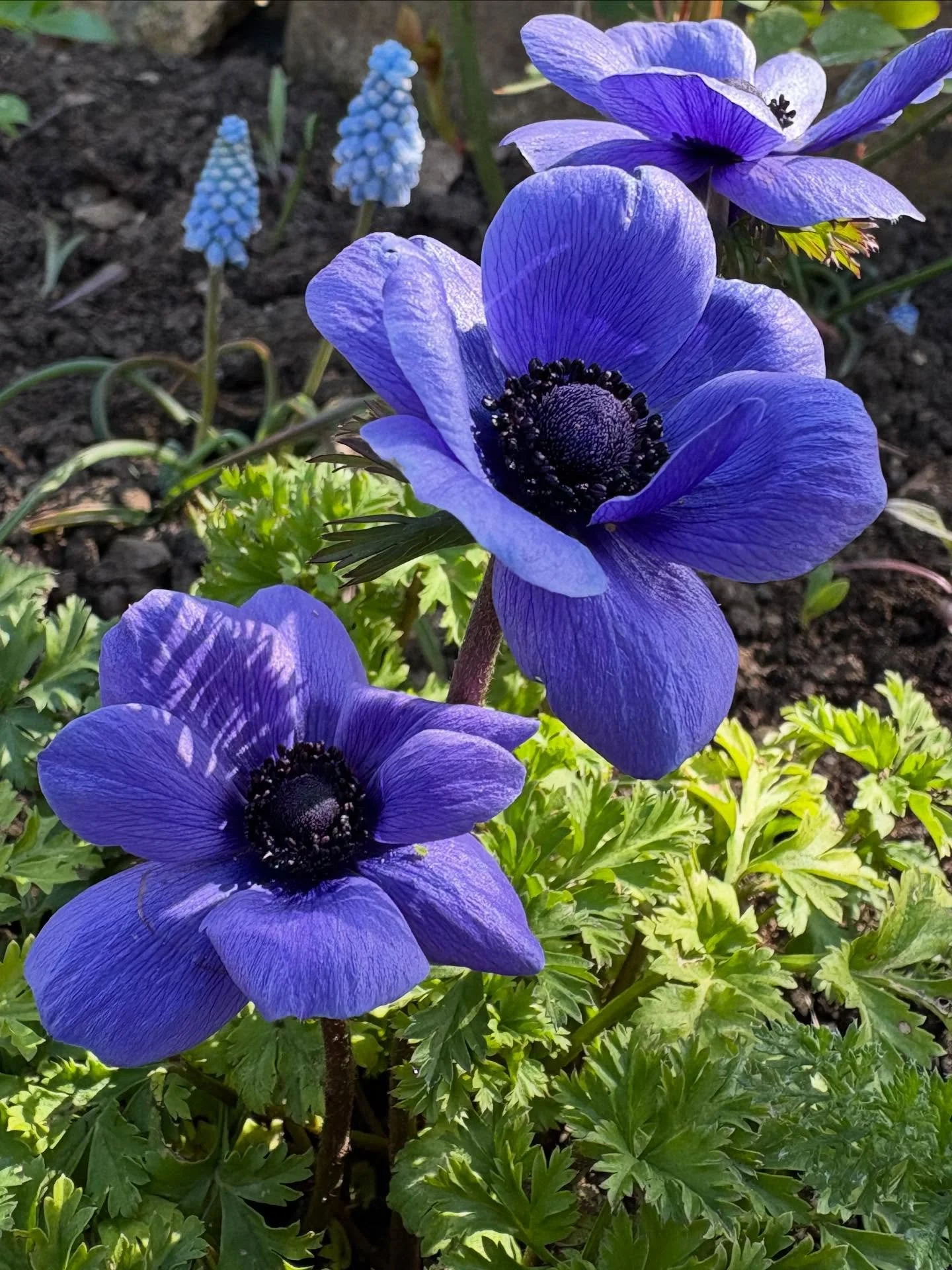 Aren&rsquo;t flowers amazing? This year has been insaaasane. Much change much growth much work and hundreds and hundreds and hundreds of flowers. I hope 2026 brings you everything your heart desires 🌸🪻💜 
.
.
.
#flowerportrait #mycotswoldgarden #ay