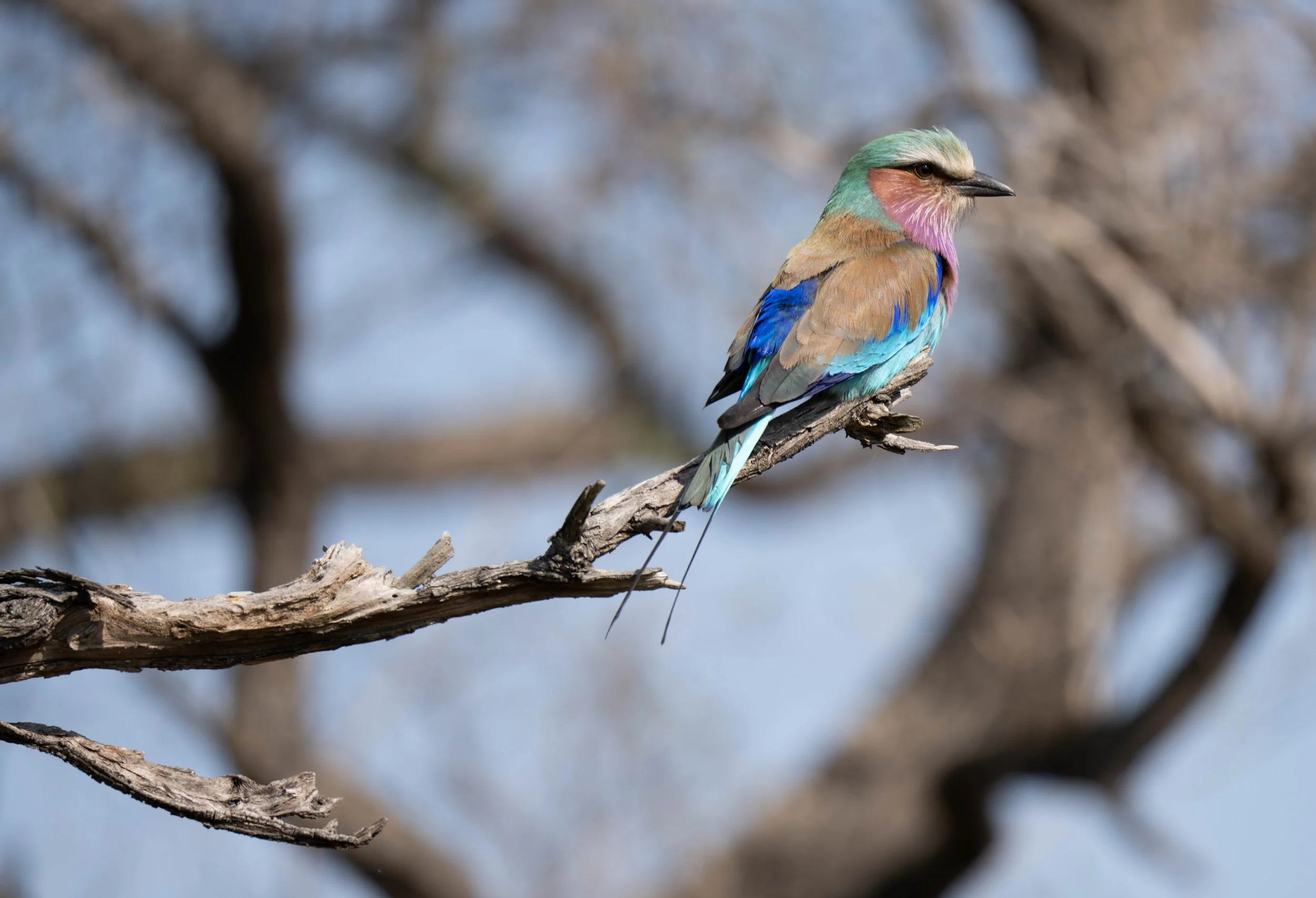 ZAMBIA |
Taken October 2023