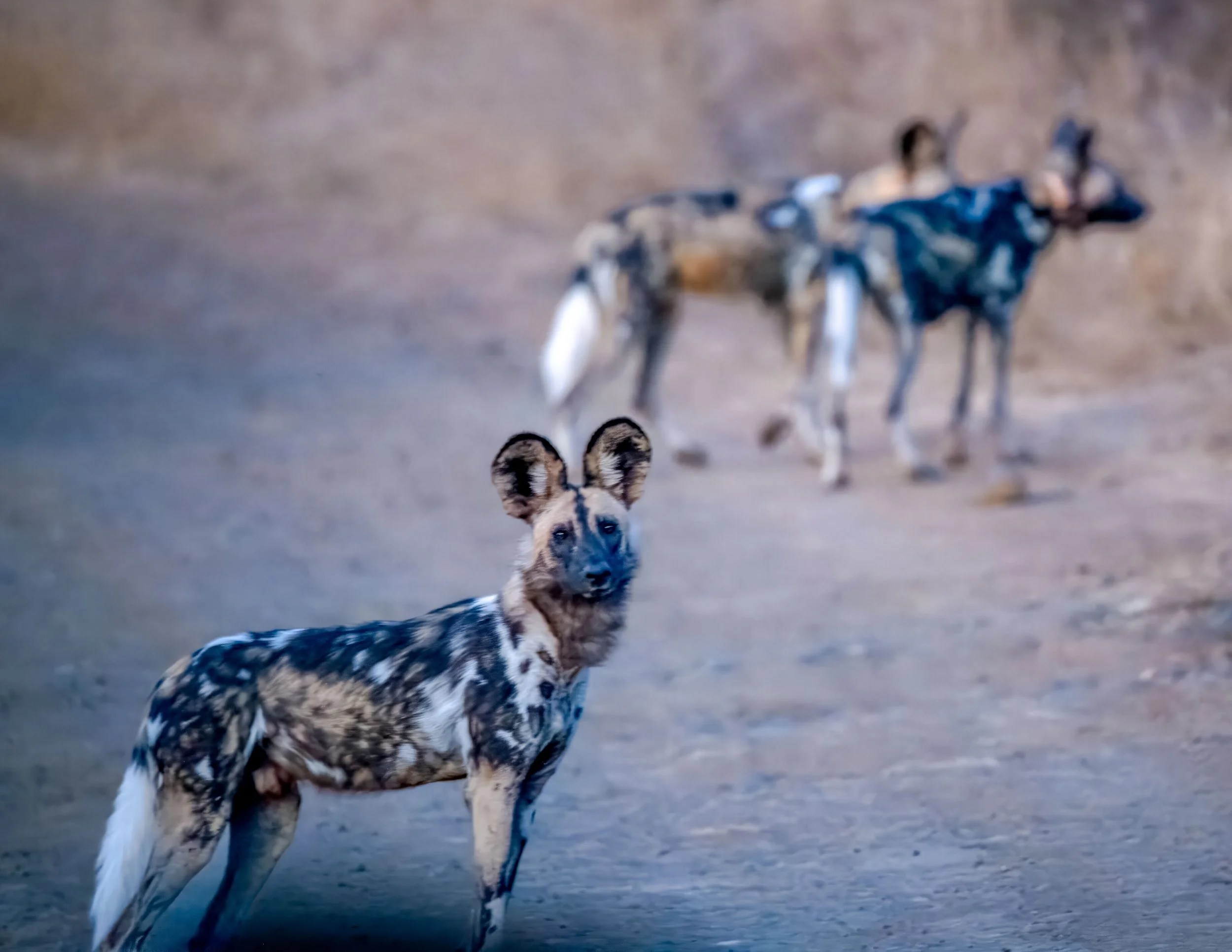 2023_09 Dogs Hluhluwe-Imfolozi-16.jpg