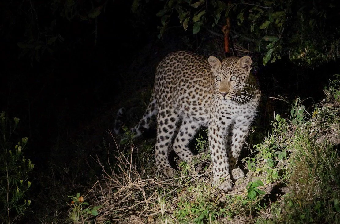 2022_06 Sabi Sands-12.jpg