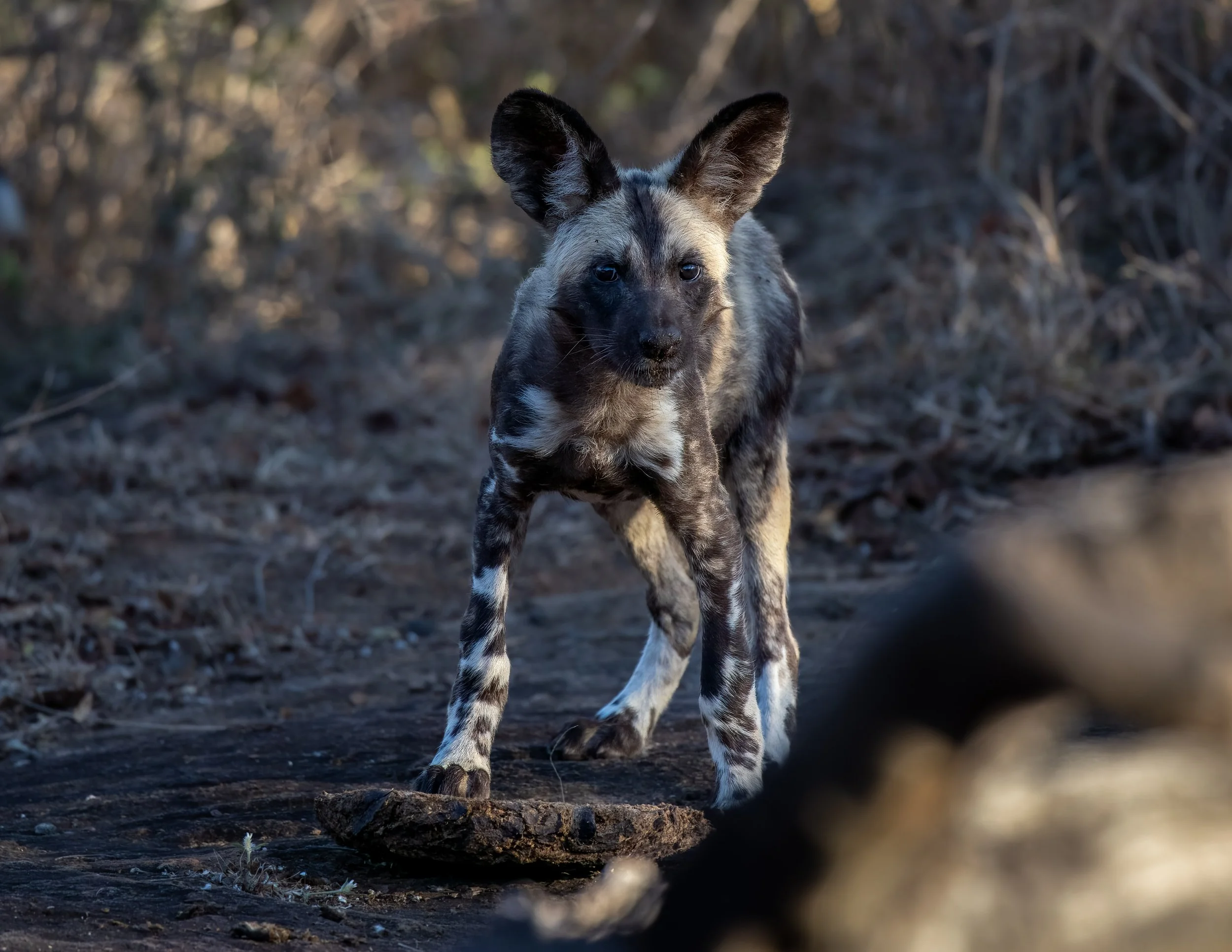 2023_09 Dogs Hluhluwe-Imfolozi-27.jpg