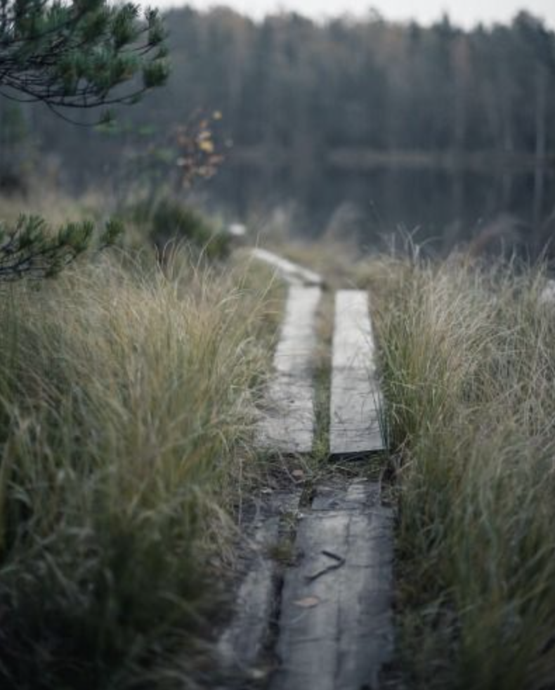A narrow wooden trail cutting through tall grass with a forest in the background