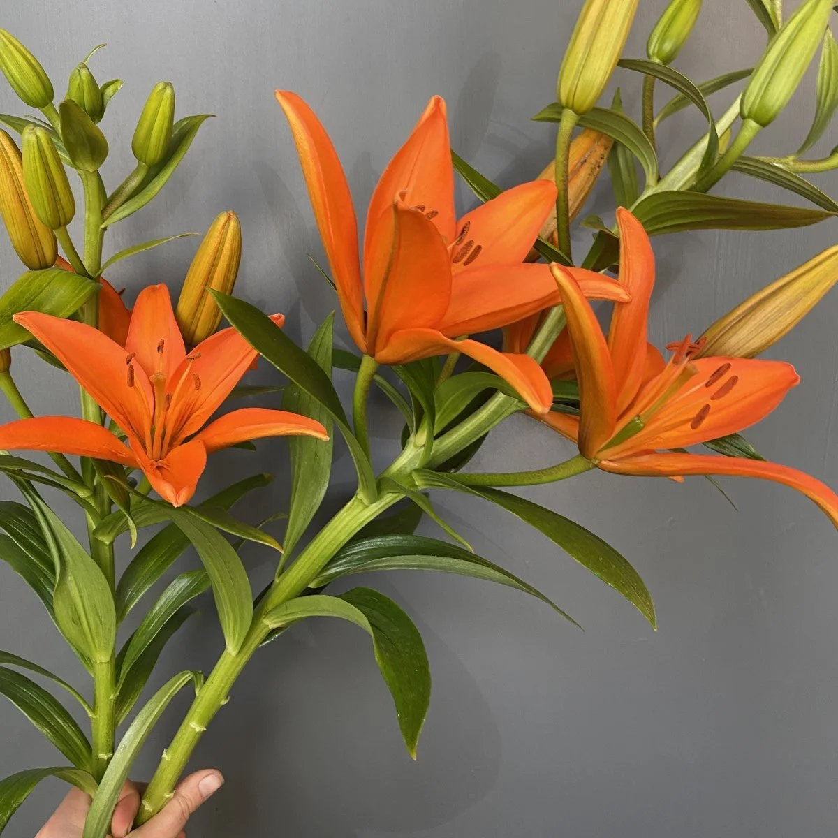 %27Lily%27+-+lilium+-+orange+-+focal+-+spring+summer+-+shop+%282%29.jpg