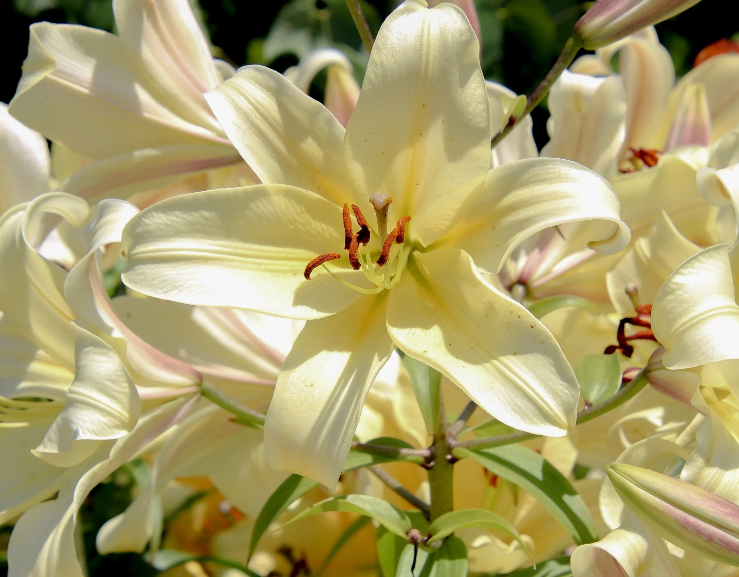 Lillium.jpg