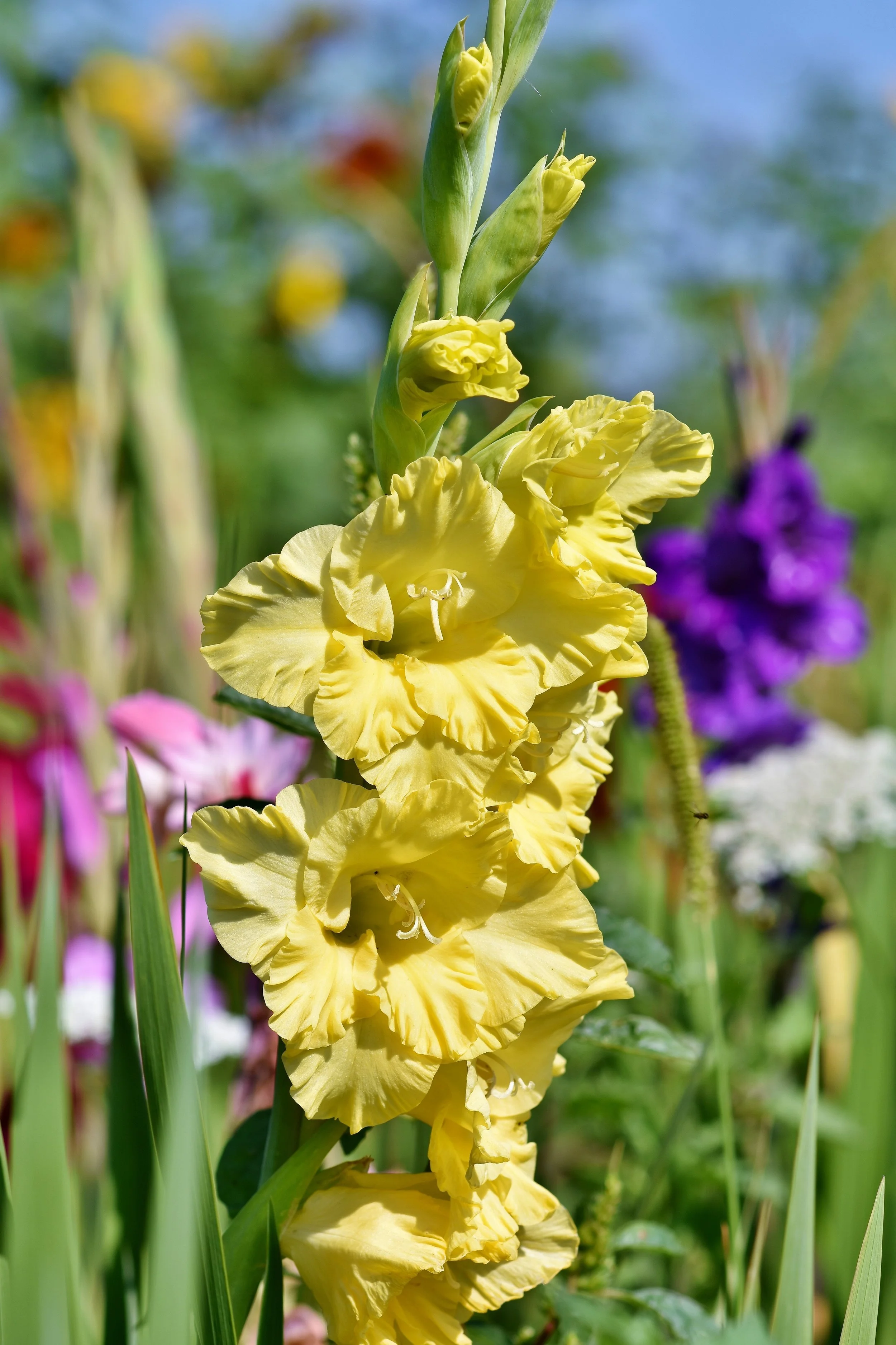 Gladiolus.jpg