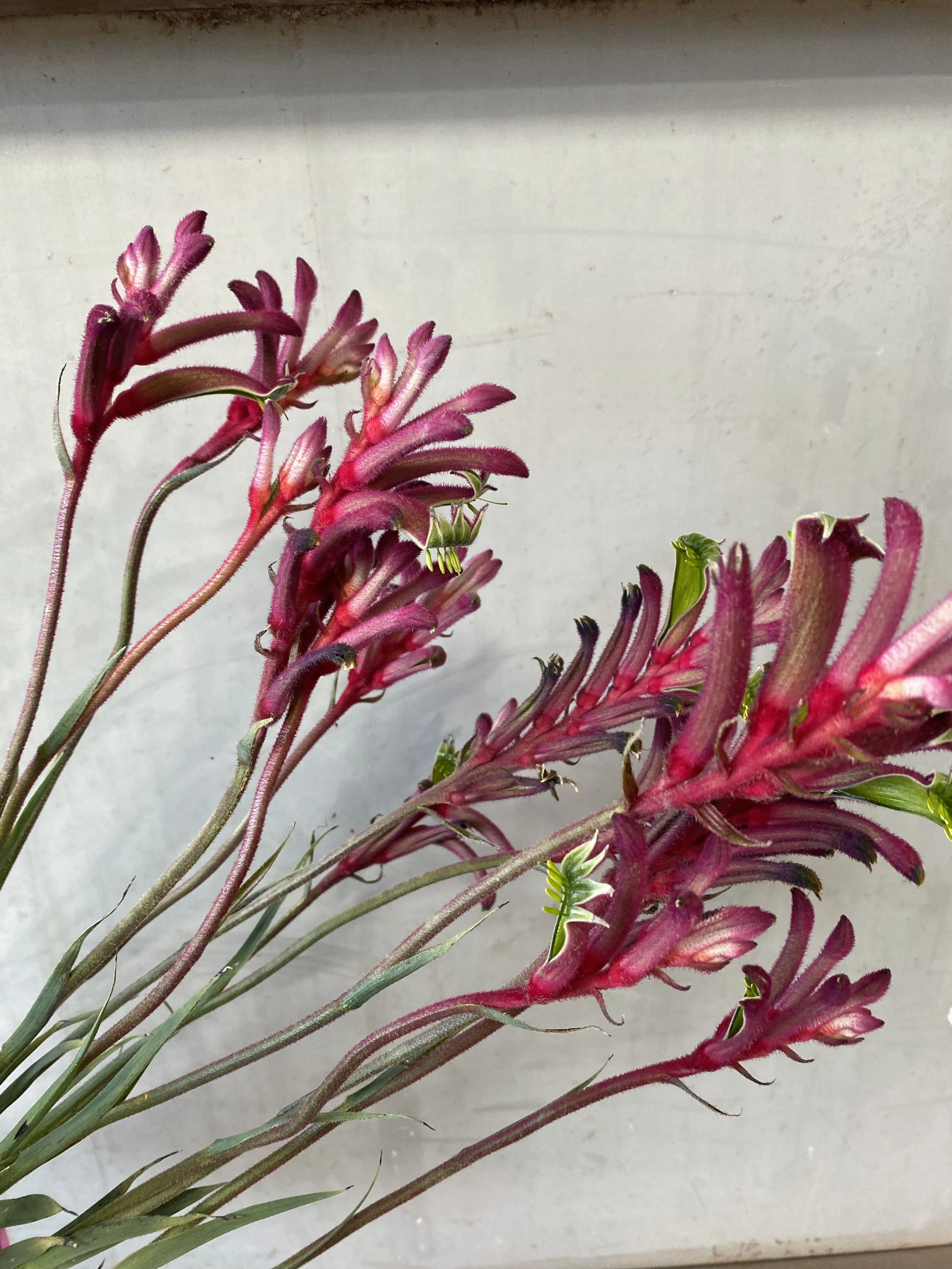 Kangaroo+paw.jpg