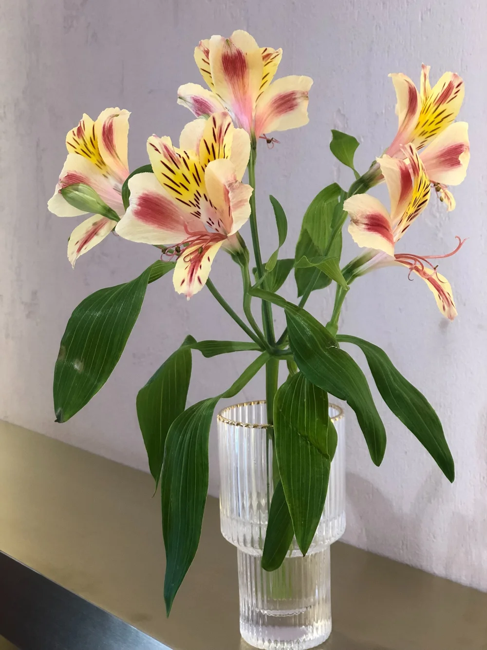 Princess Lily' - alstroemeria  Forage Flowers Tasmania