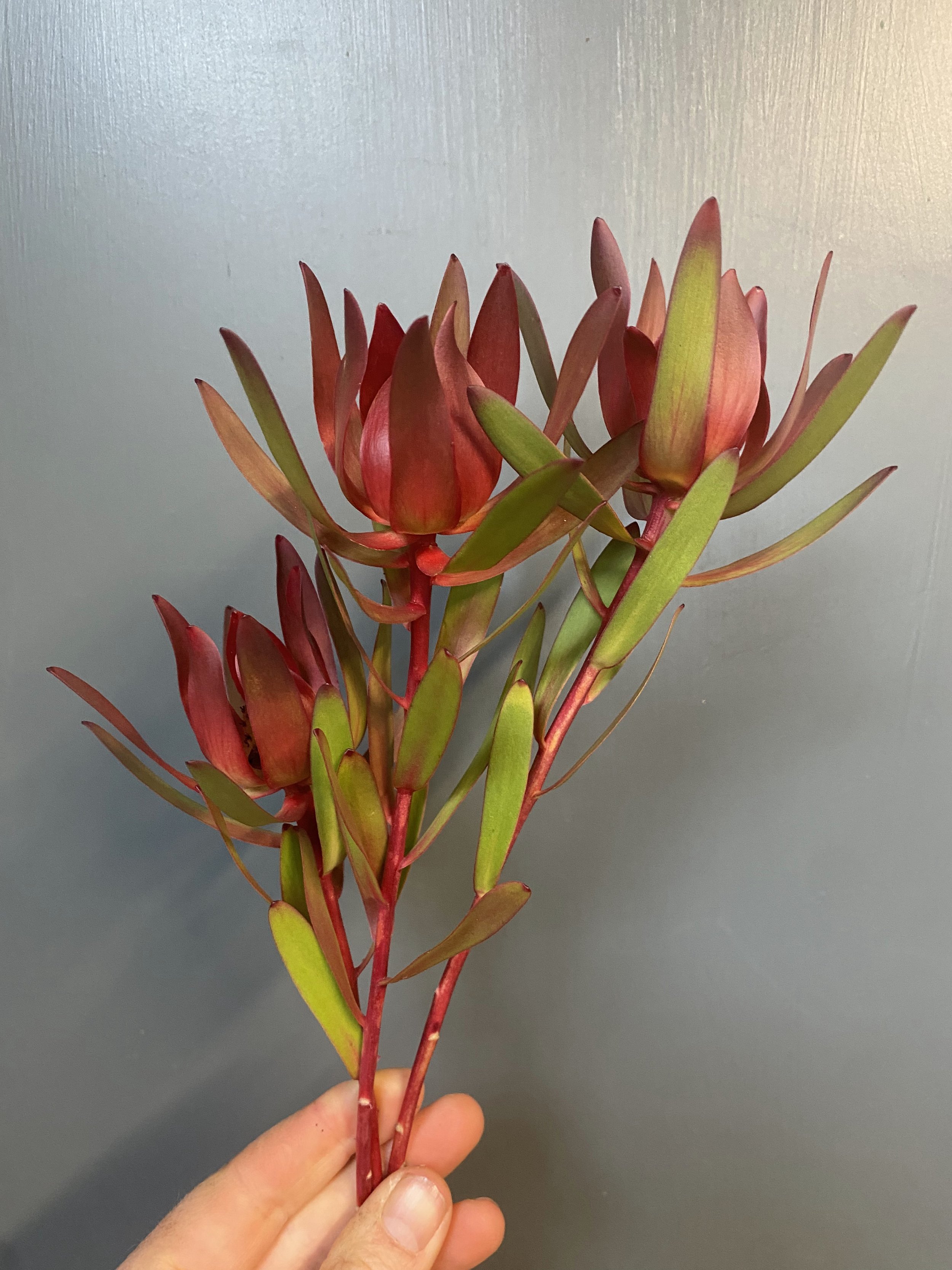 A single Red Leucadendron stem blooms with fiery crimson petals, resembling flames dancing in the wind. Its slender stem hold aloft clusters against the grey solid backdrop.
