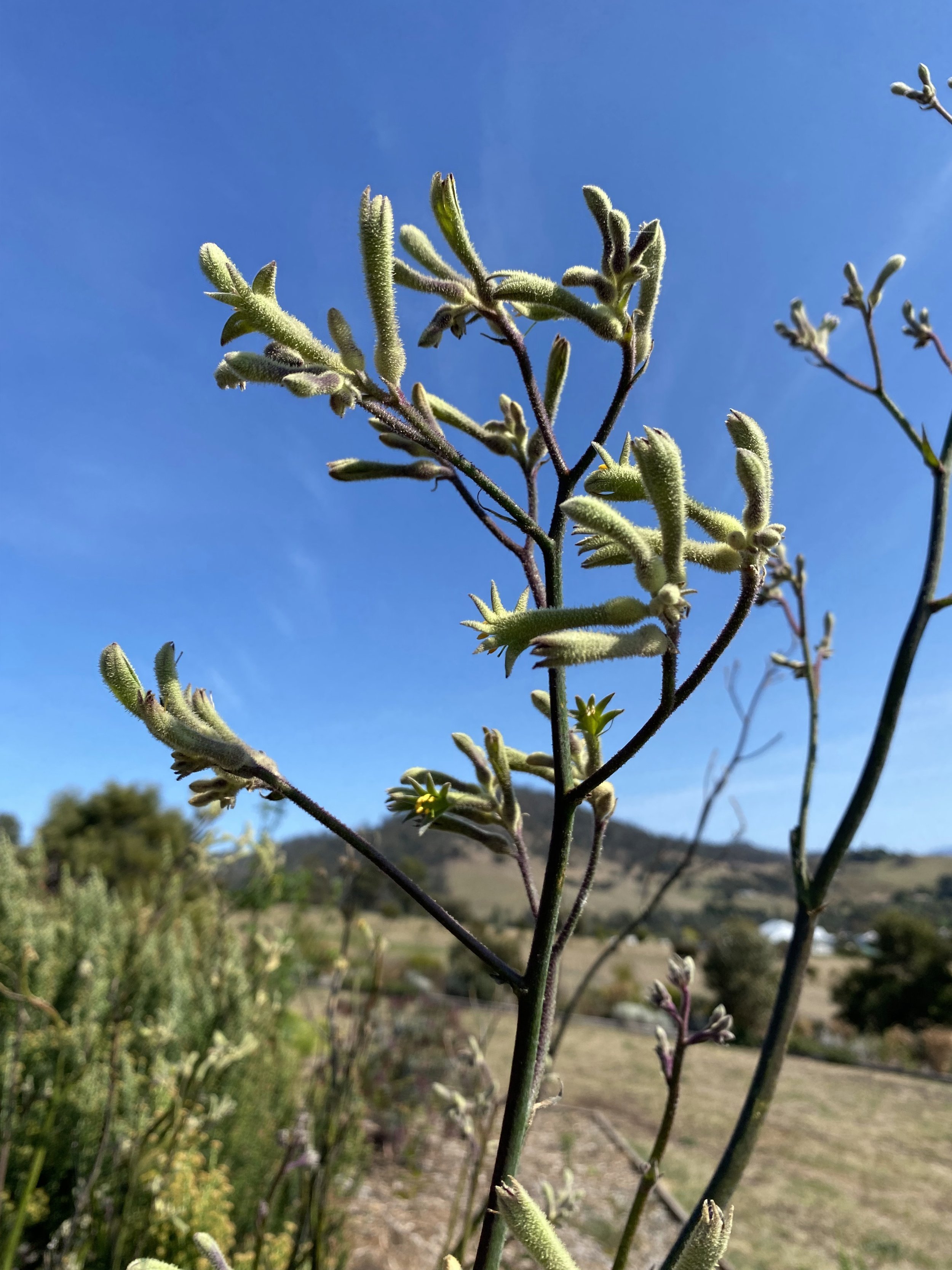 Kangaroo+paw+green.jpg