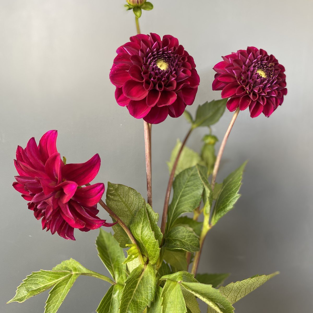 Forage Flowers-dahlia3.jpg