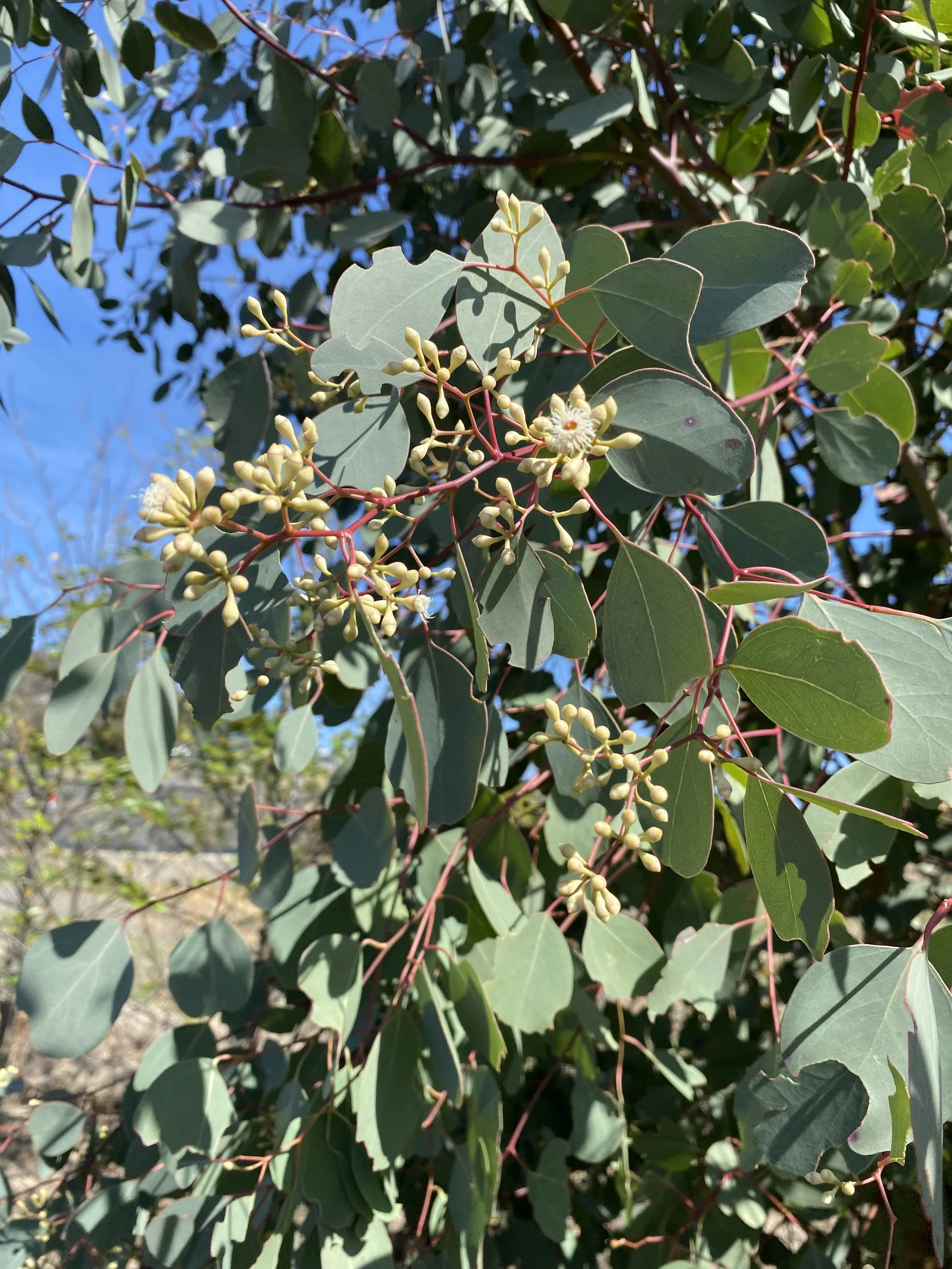 Large Gum Nut Clusters - Symbol of Potential & Endurance | Forage ...