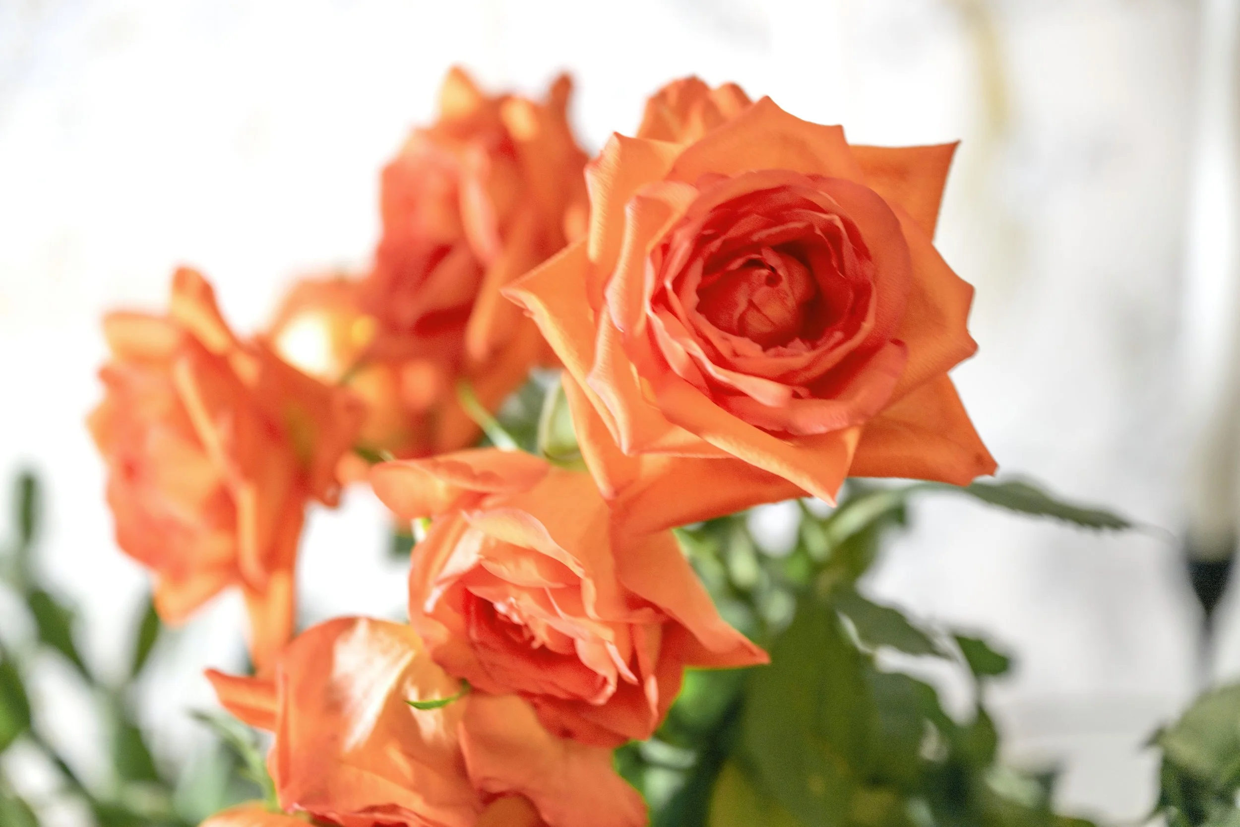Close-up of vibrant orange roses in a bouquet, with green leaves in the background.