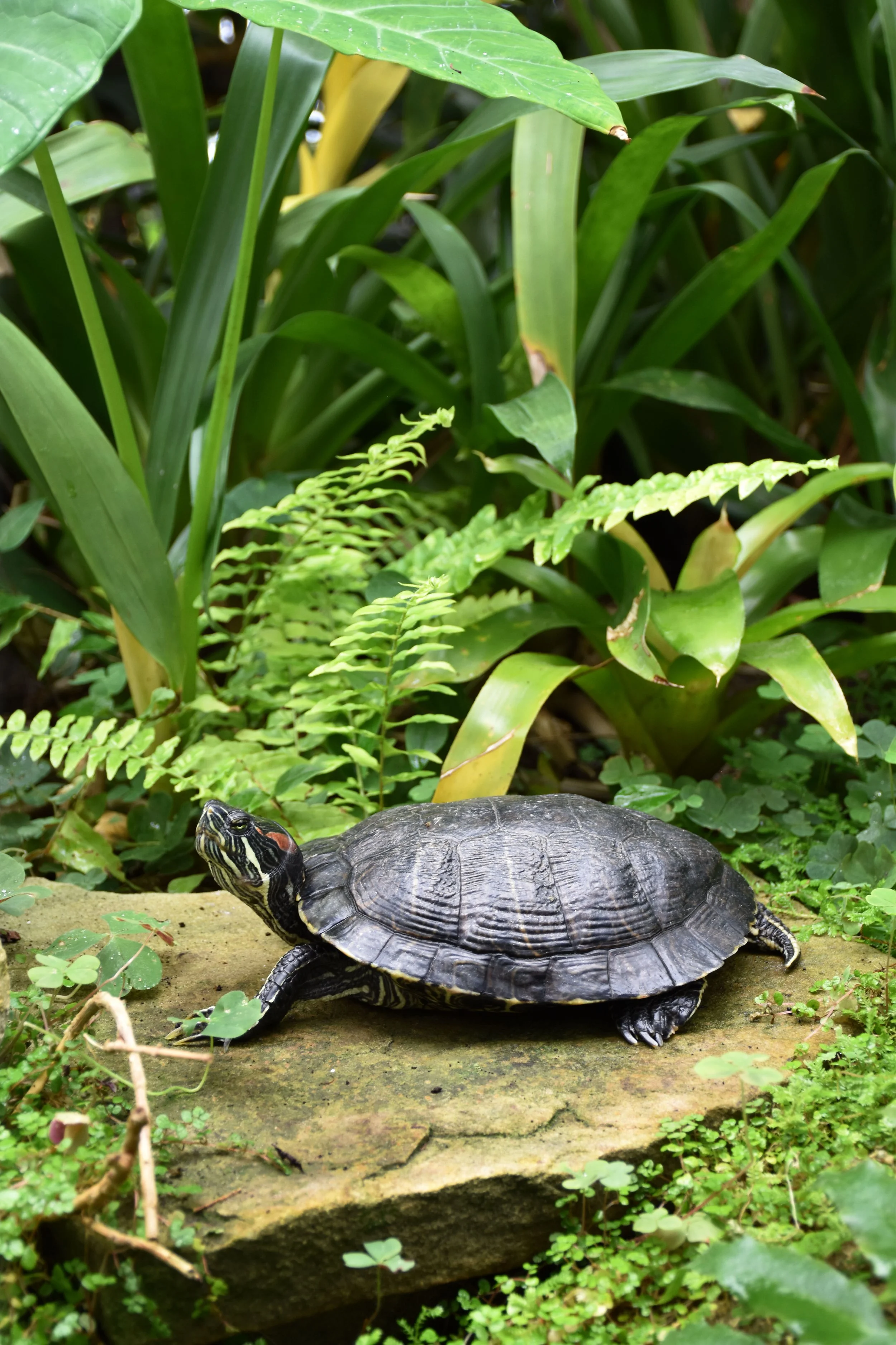 A turtle looking up while resting on a stone in the middle of greenery