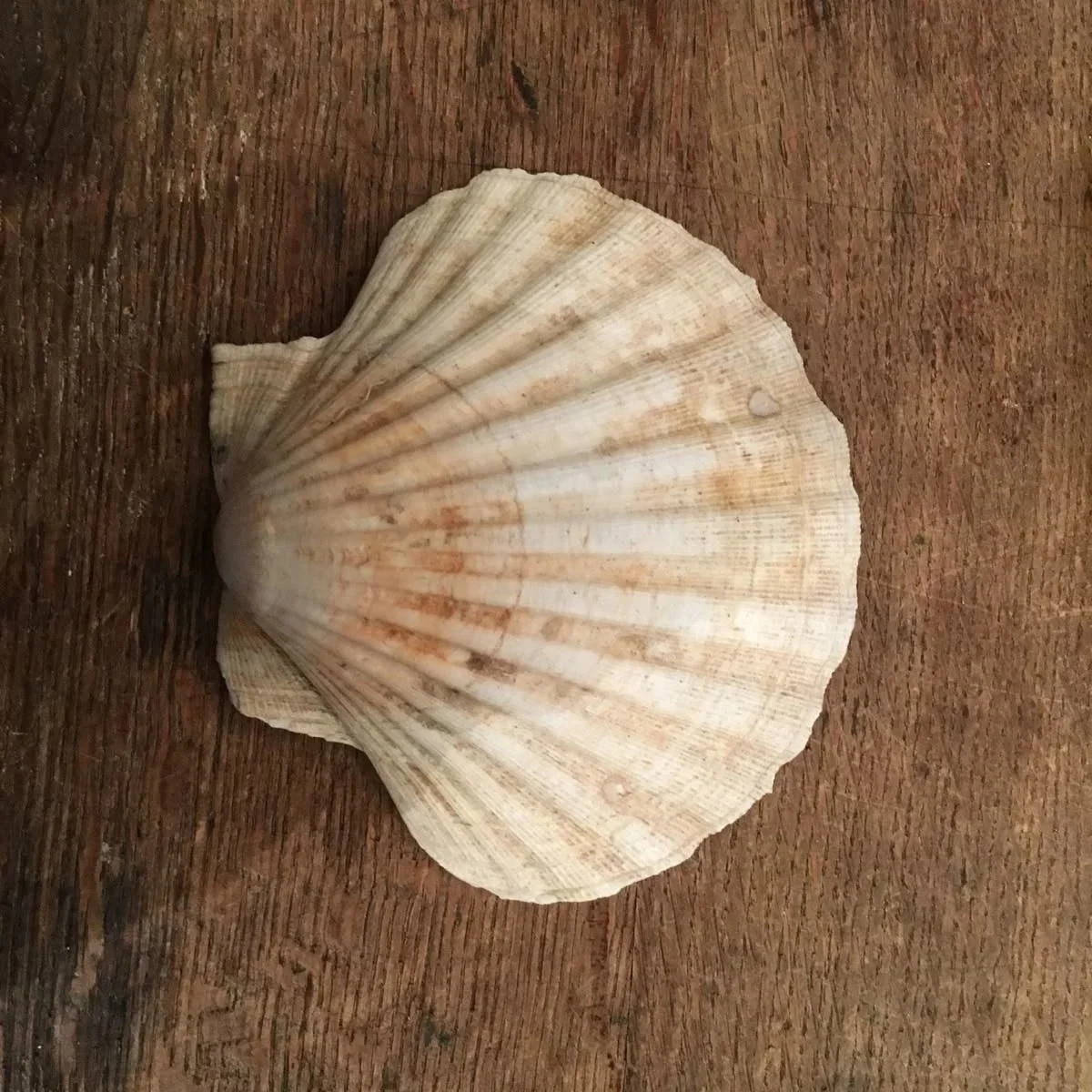 Recurrent UTIs: A Naturopath’s Approach