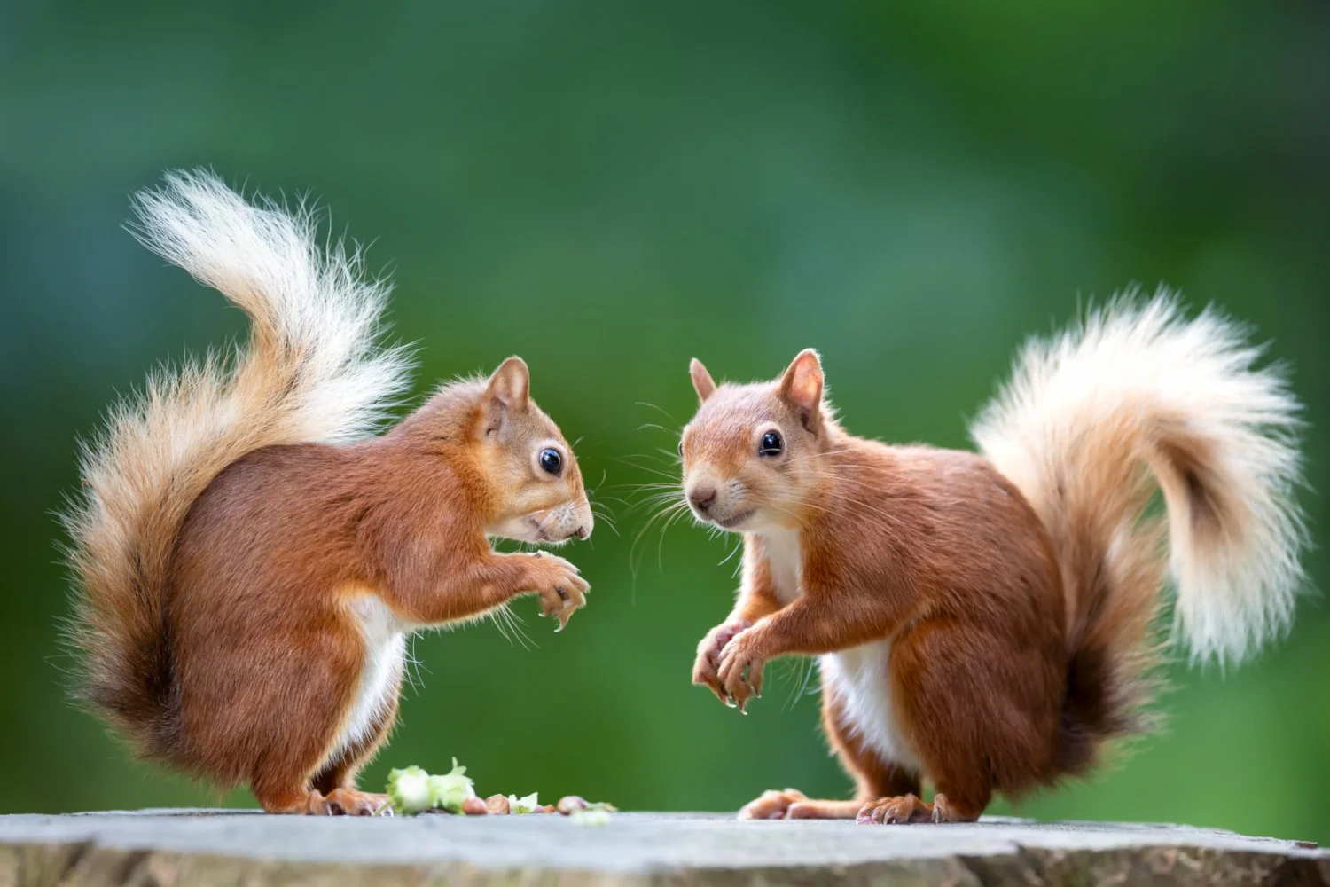 Two red squirrels standing on a tree stump against a blurred green background.