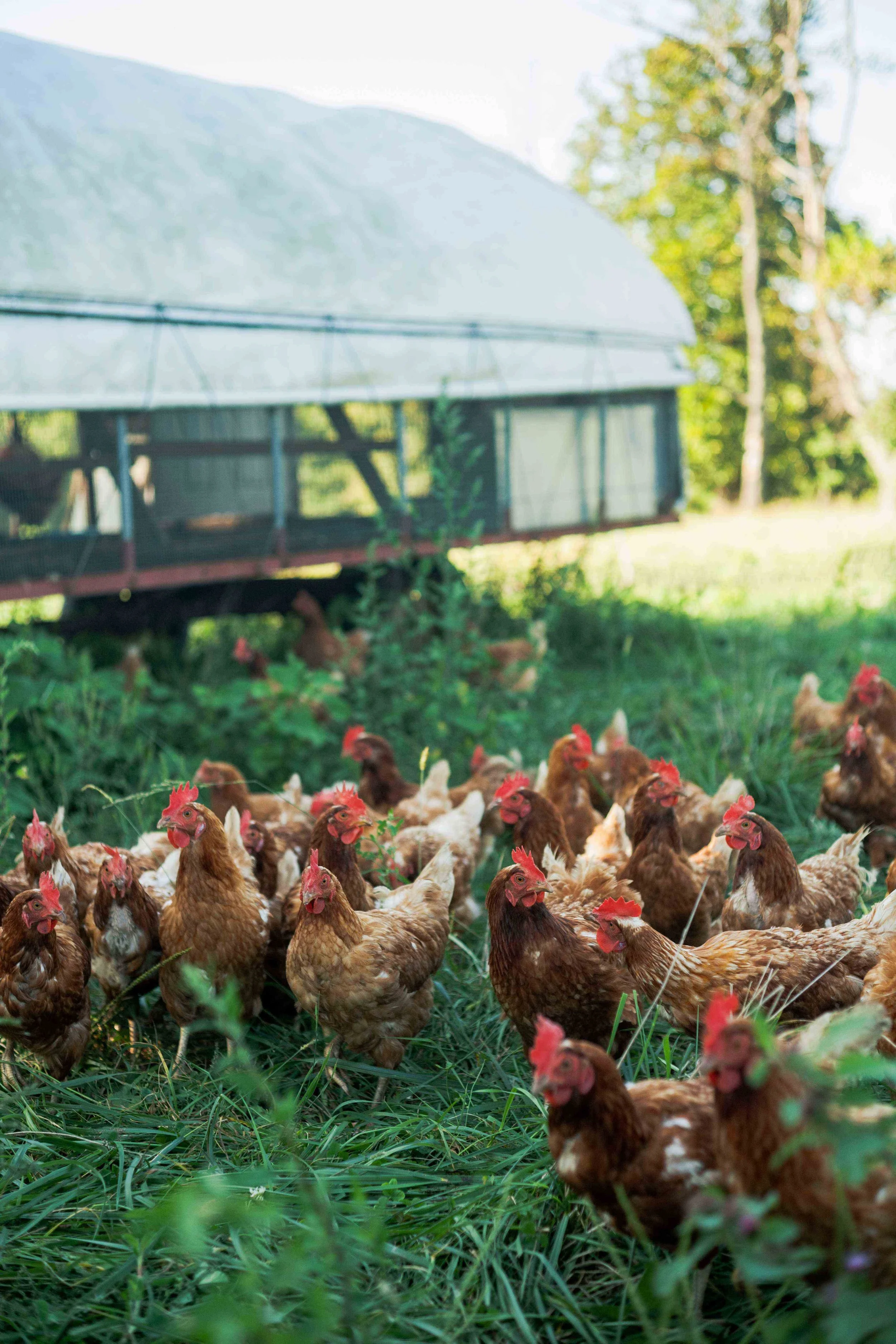 Hidden Spring Farm3.jpg