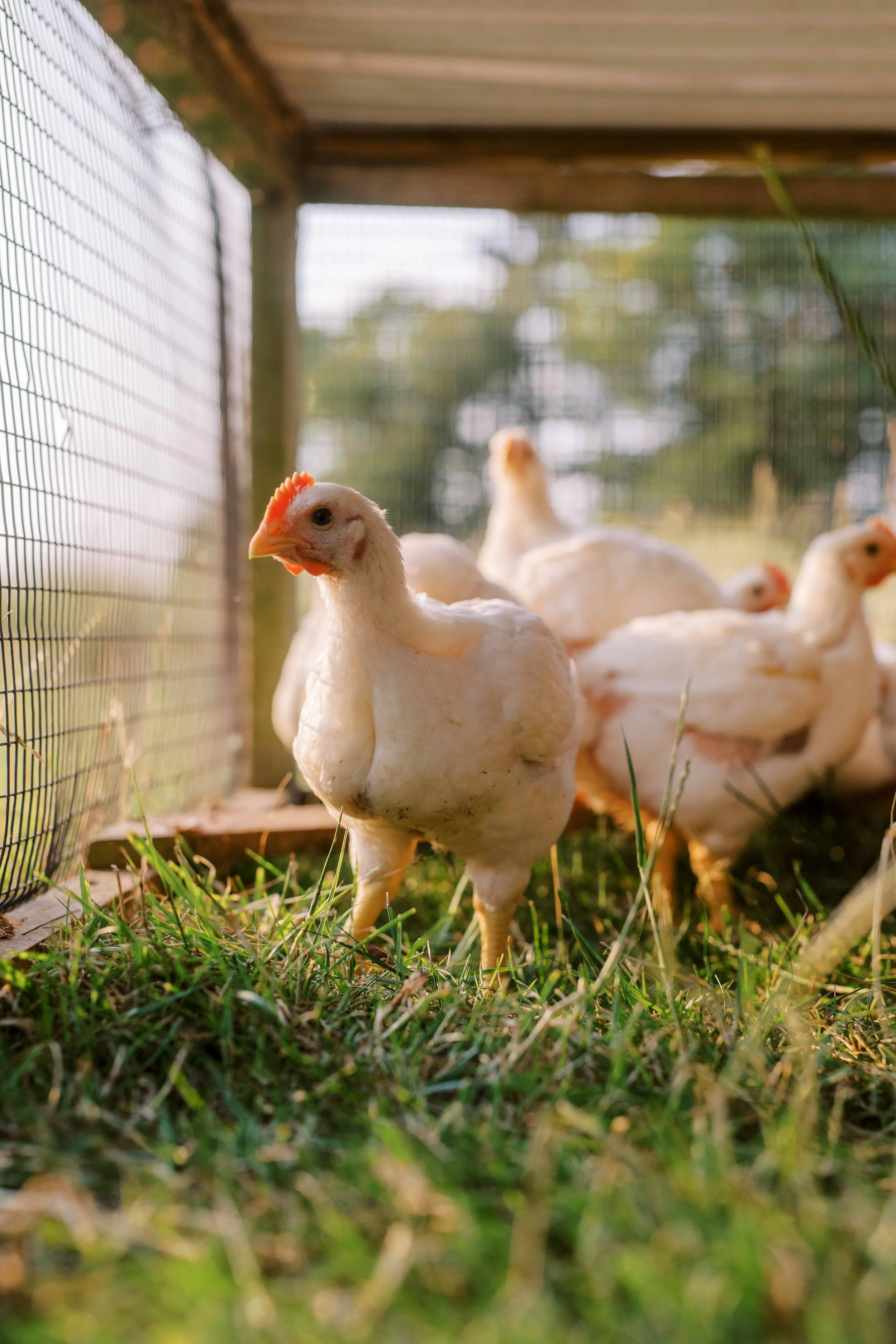 Hidden Springs Farm2.jpg
