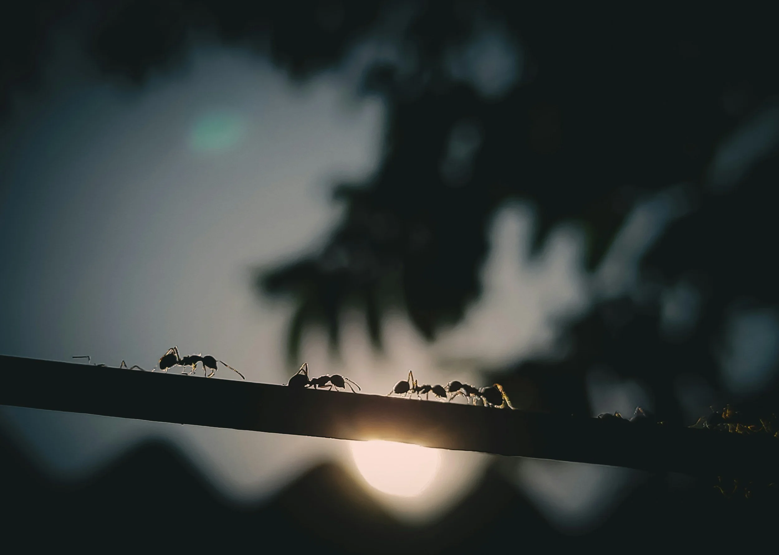 A Lesson From The Ant