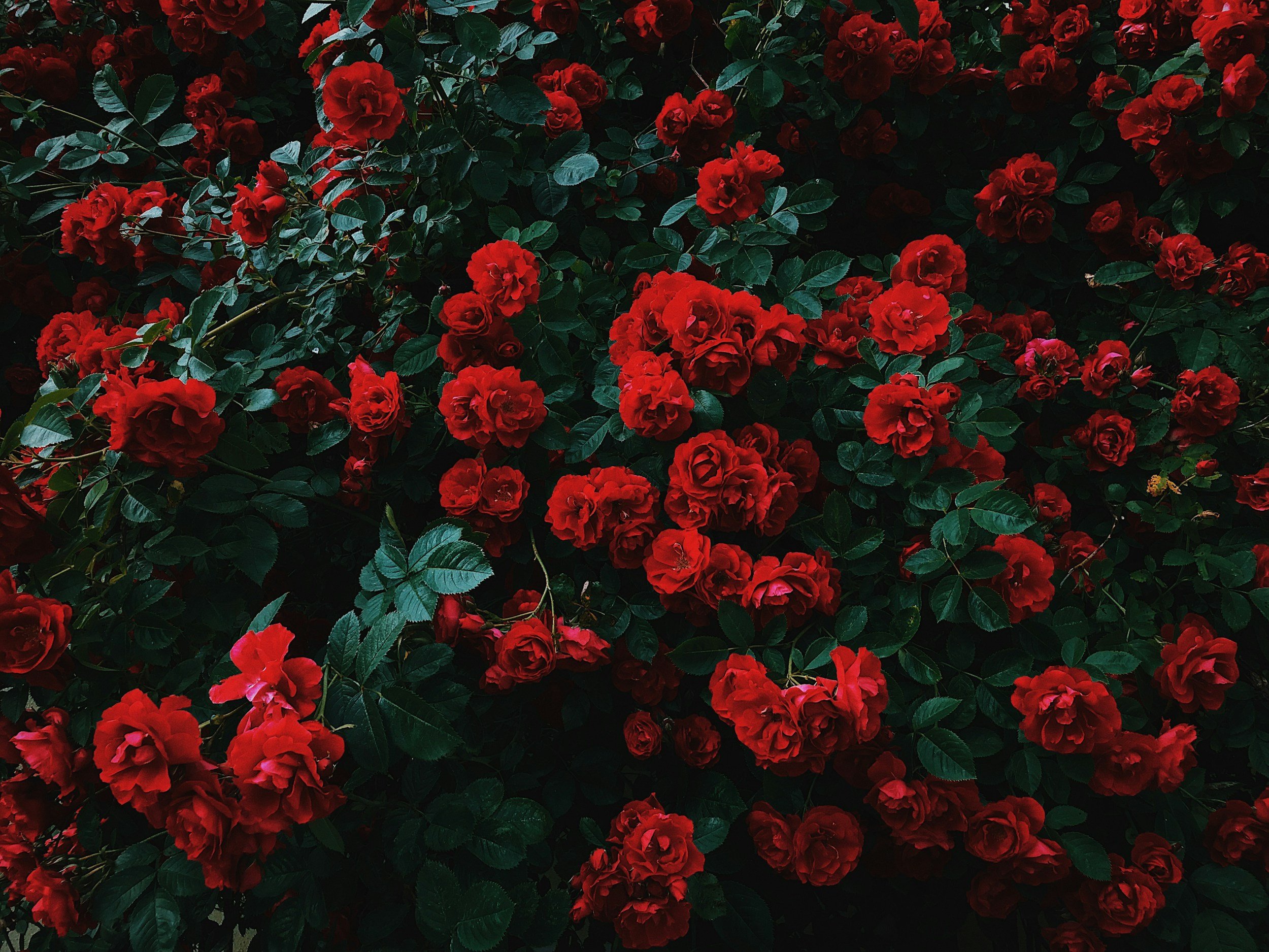 Inside the Madison Rose Industry