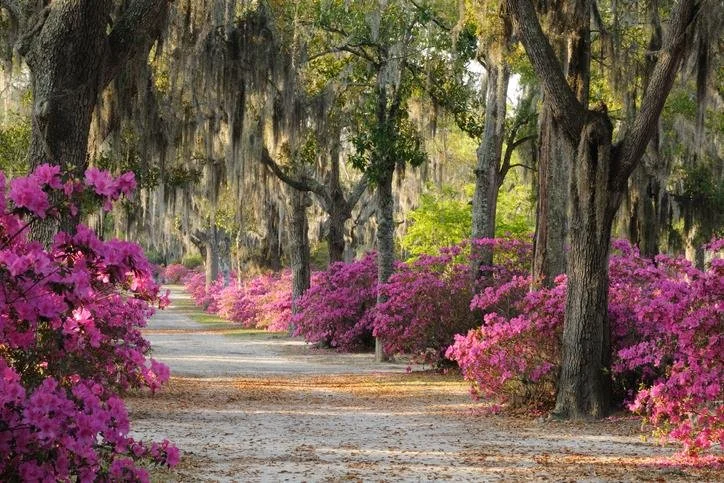 A Beginner’s Guide to Savannah’s Historic District