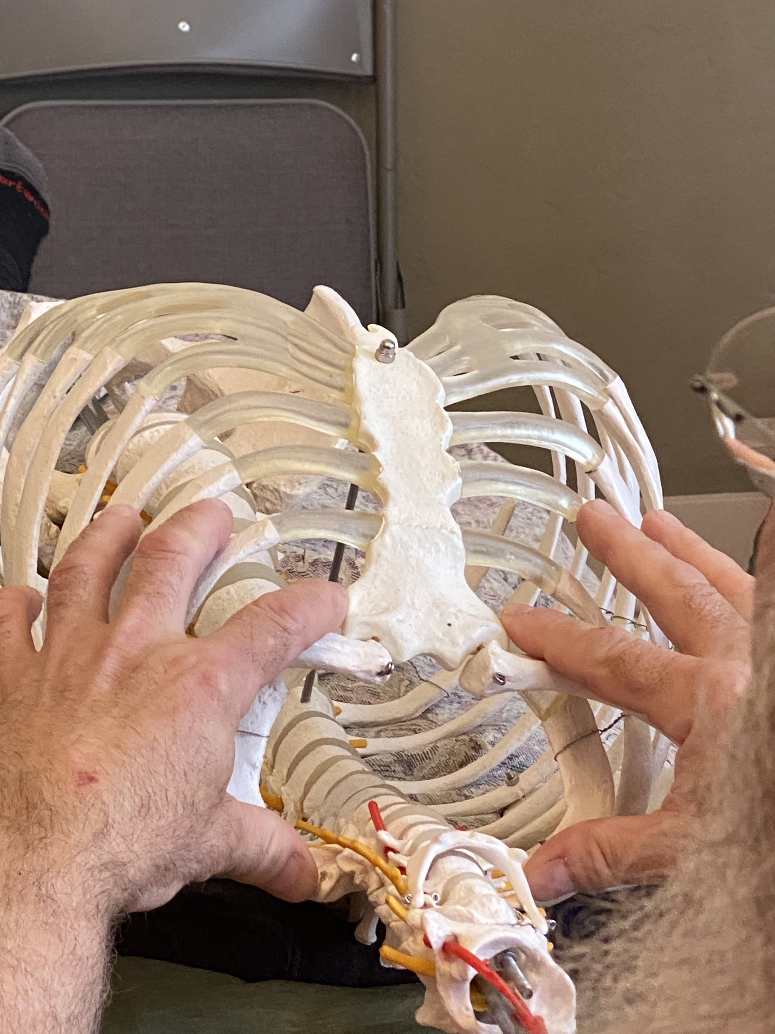 Restoring Vitality Through the Rib Cage and Beyond: Integrative Insights from a Workshop with Ron Murray, D.O