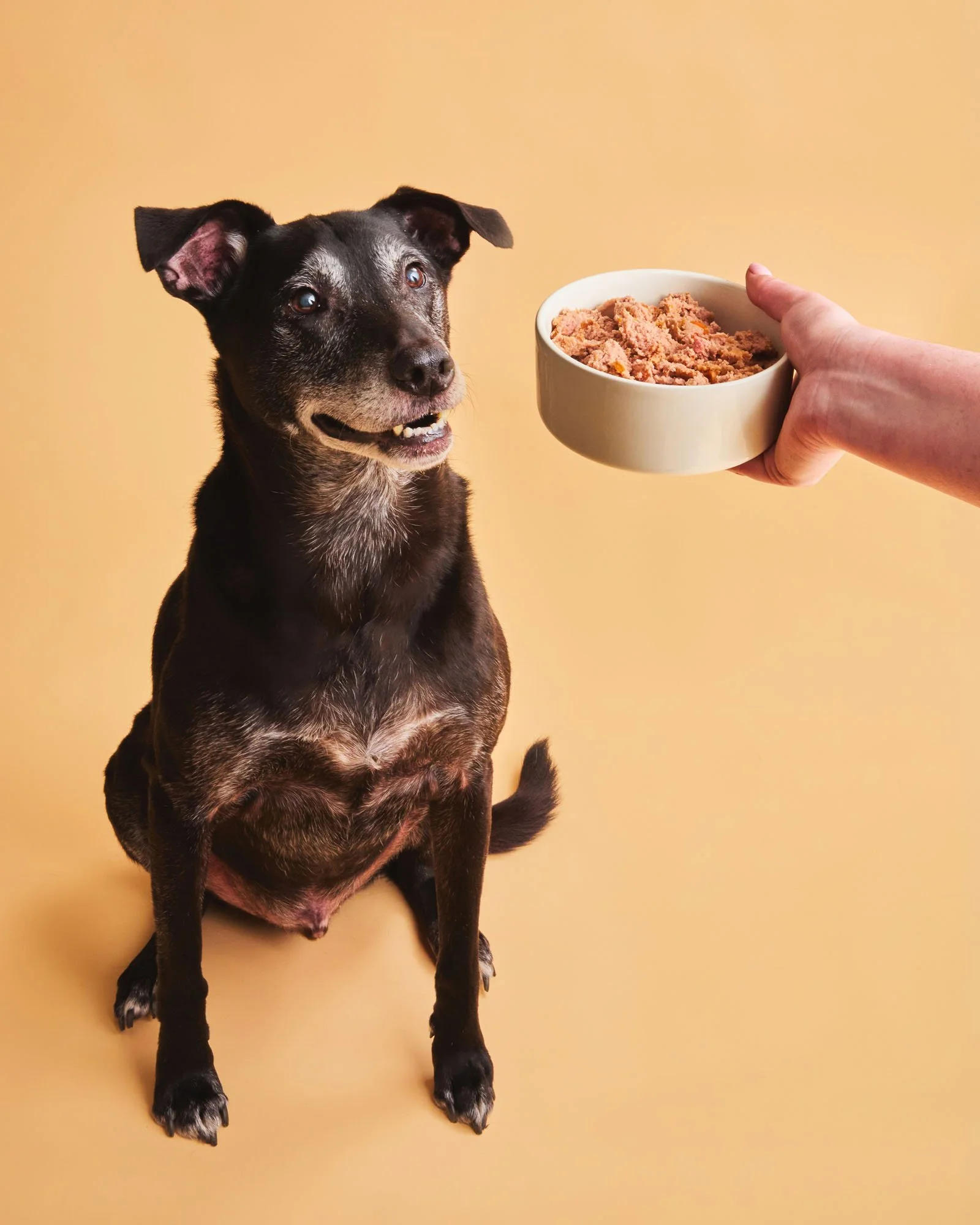 Dog eating wet food glasgow product images
