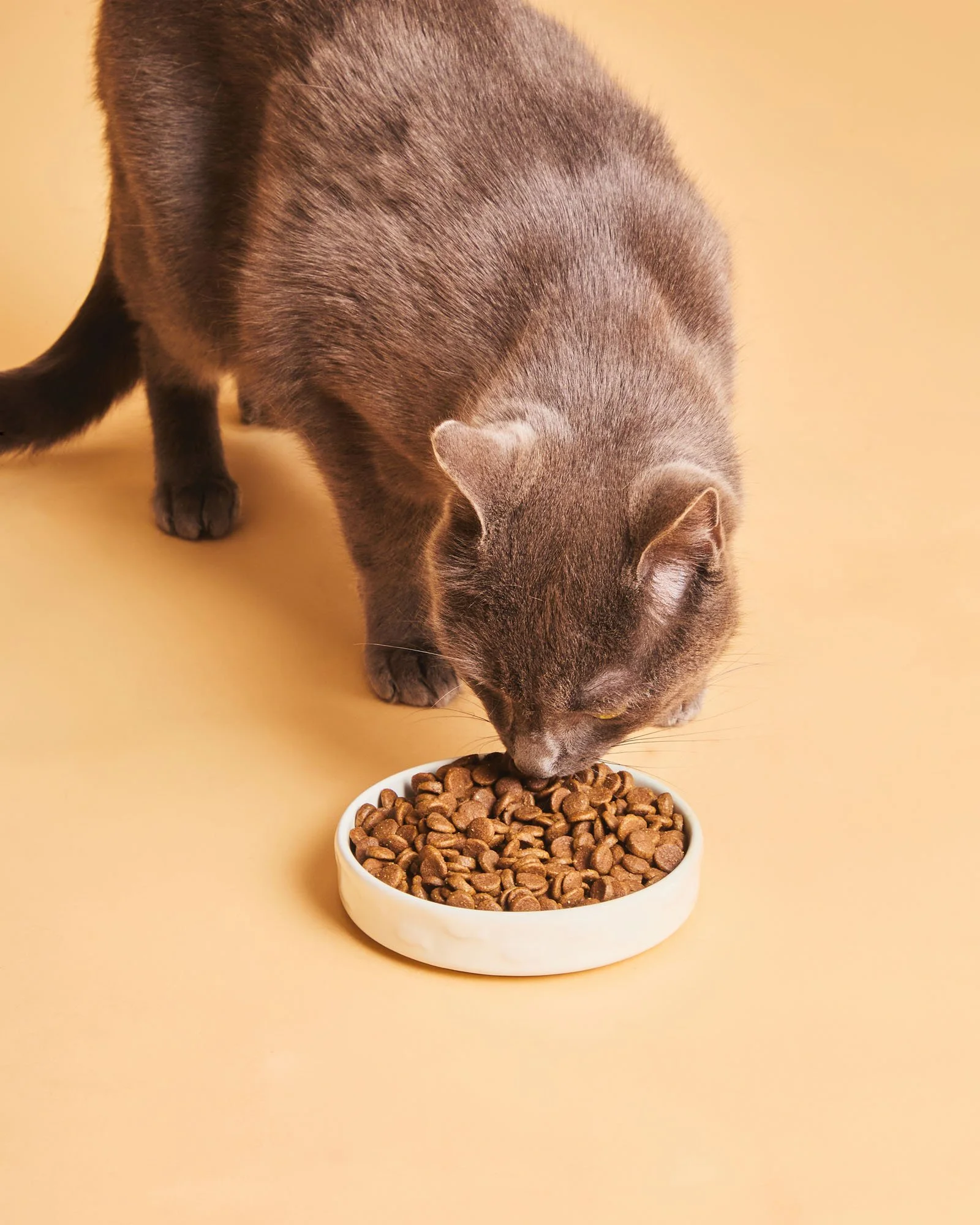 cat eating food lifestyle edinburgh ecommerce ecomm photography product shoot