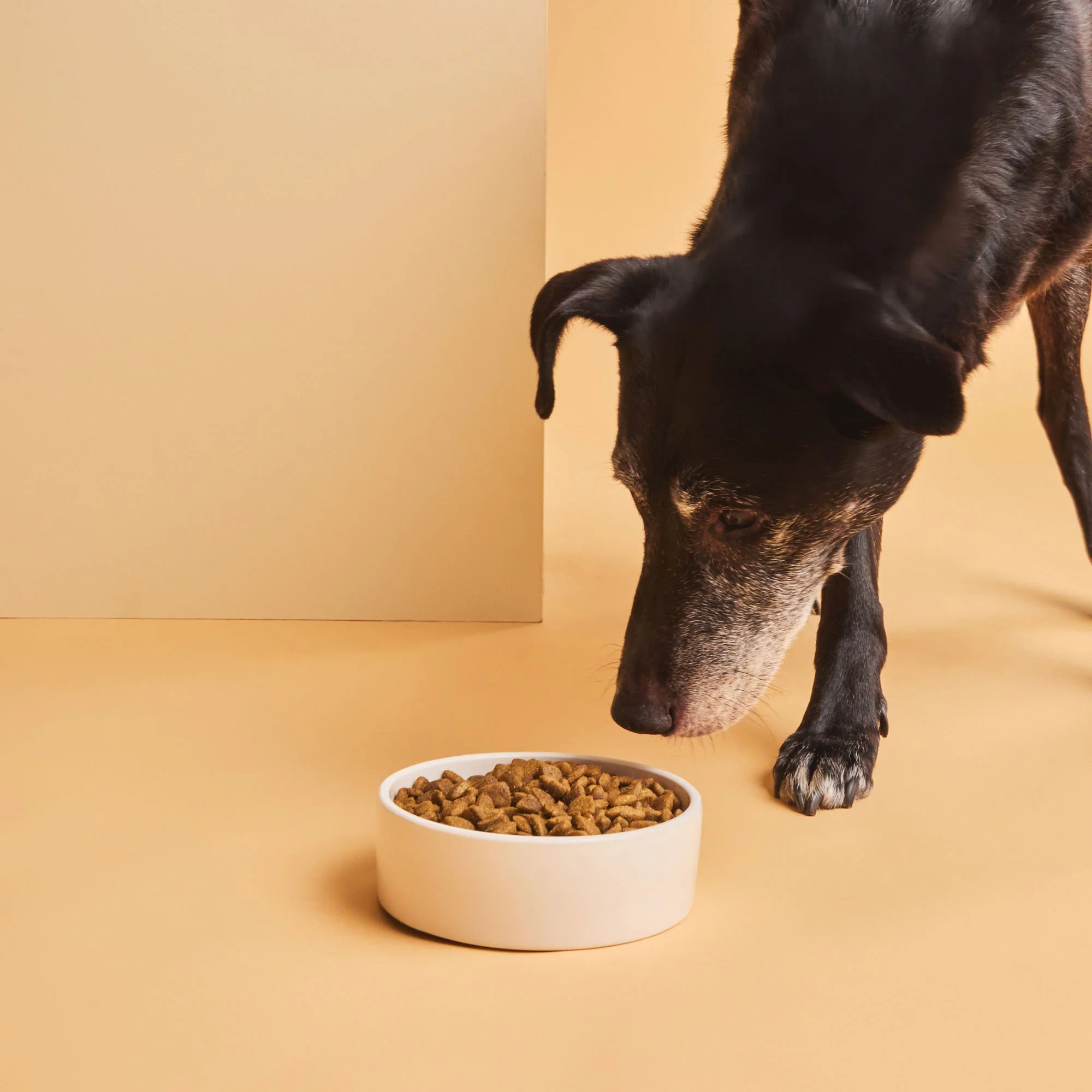 Black dog eating kibble glasgow product photography