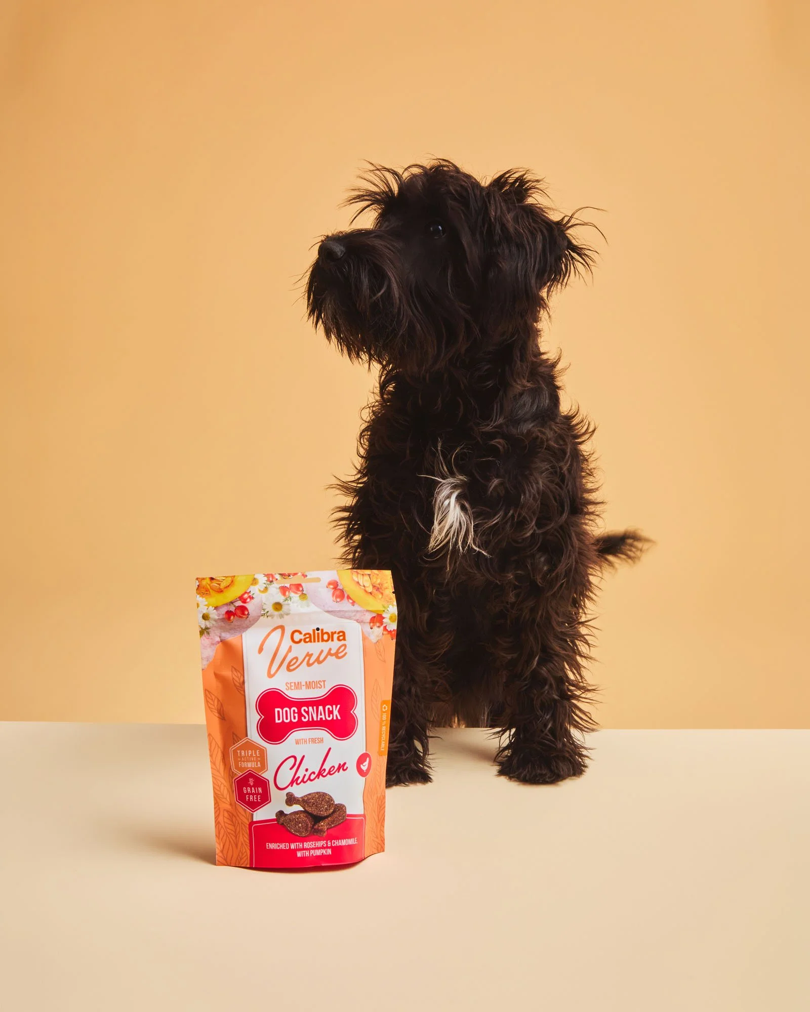 Schnauzer with dog treat product photography