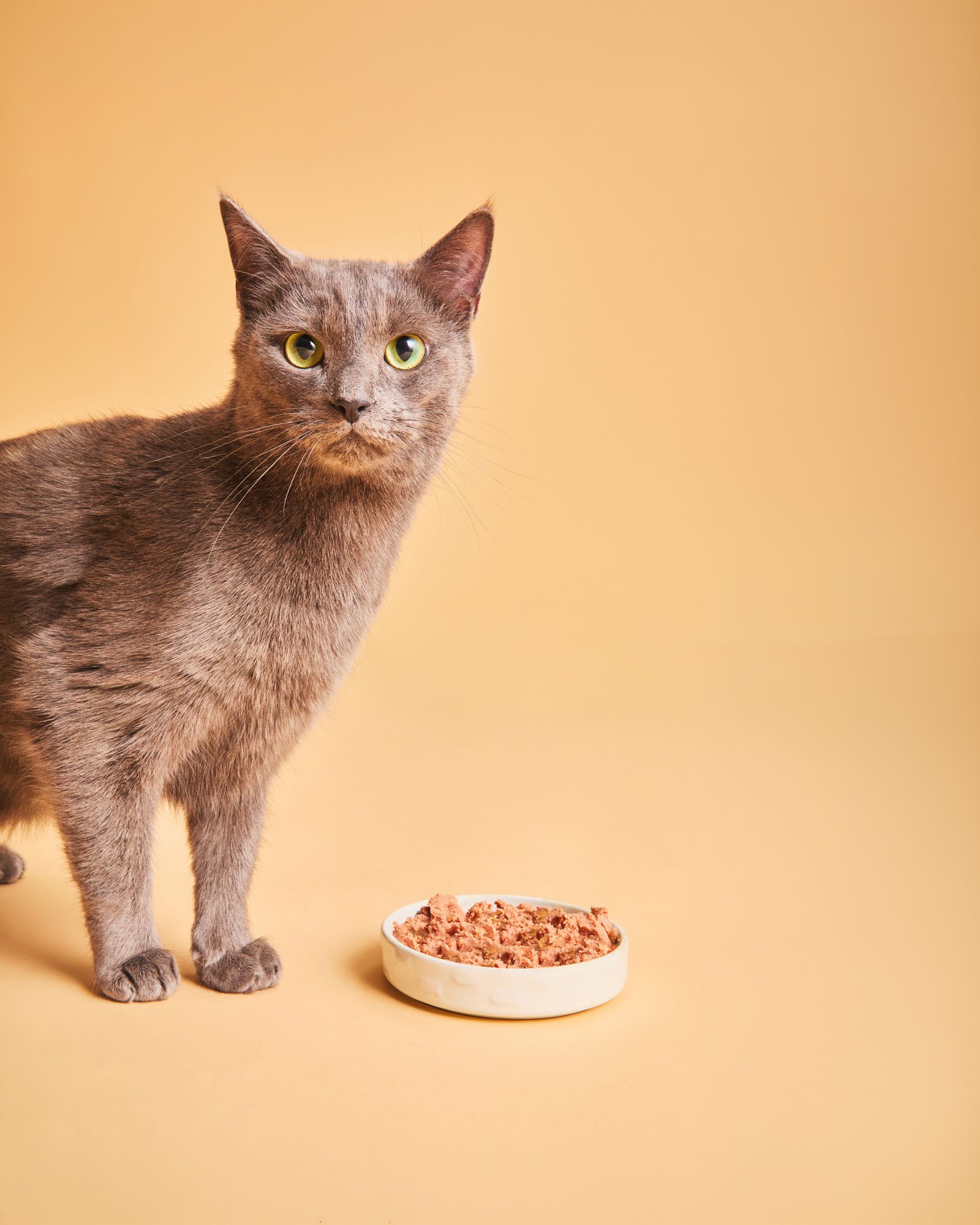 NVCAN6I Calibra VD Cat Can Gastrointestinal 6x200g_03_4x5.jpg