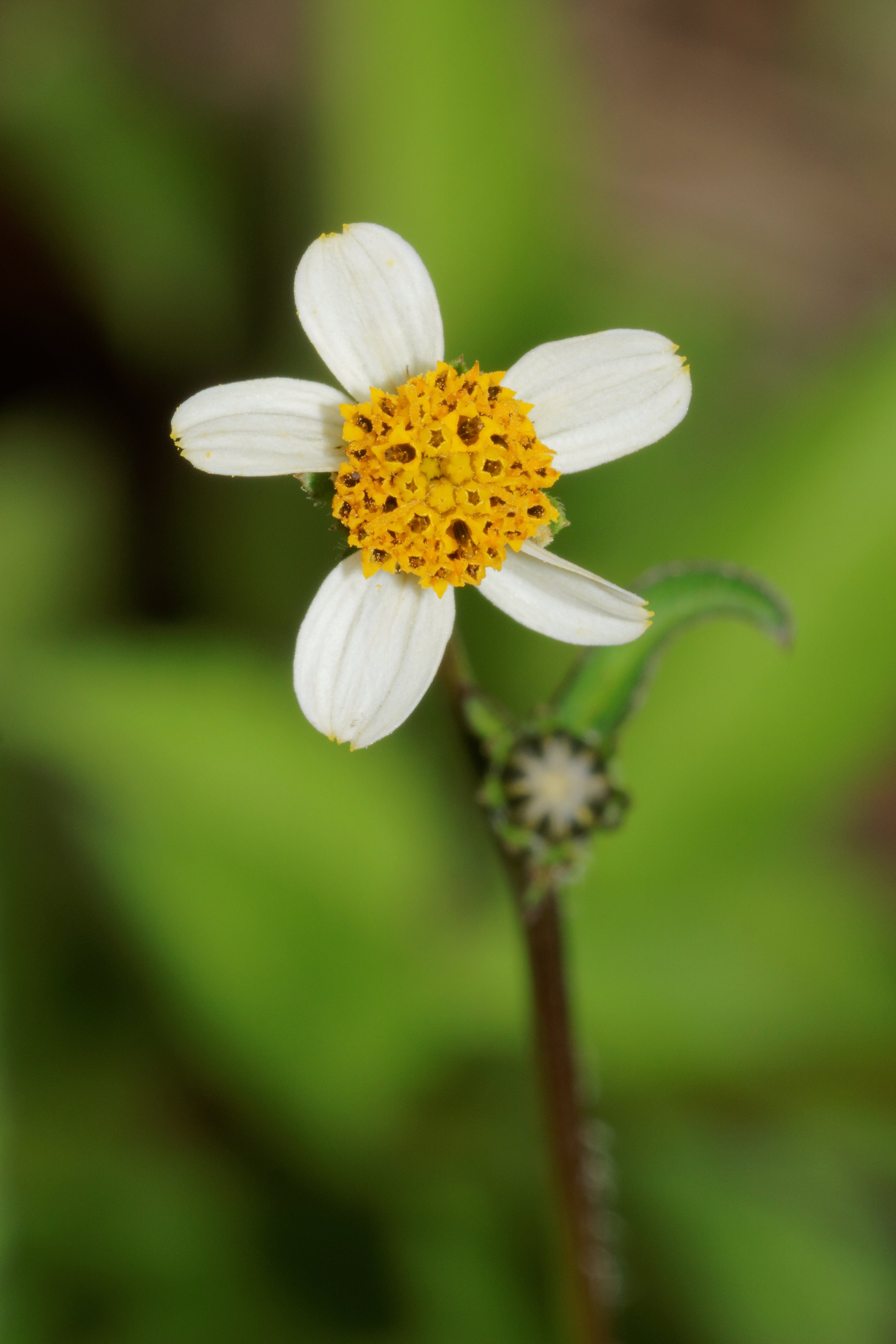 Bidens pilosa flower with delicate white petals surrounding a bright yellow centre, growing among green foliage.