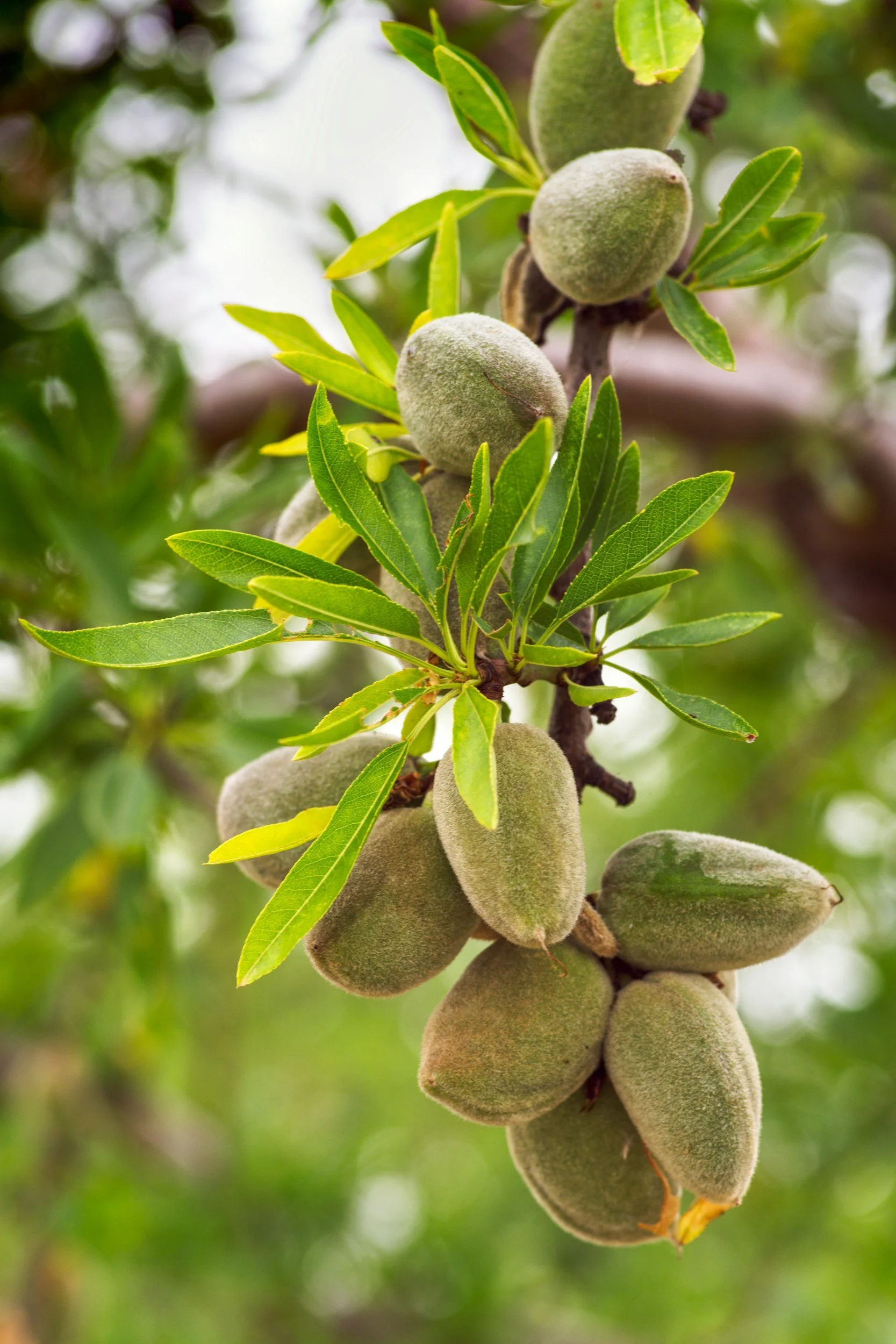 almond tree branch with almonds hanging in a cluster with green orchard background