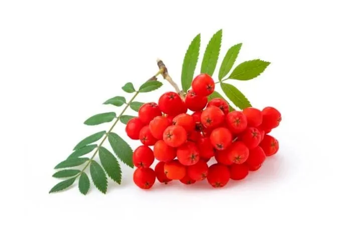 Rowanberry.jpg