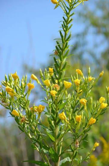Yellow evening primrose flower with delicate petals and a soft, natural green foliage background.